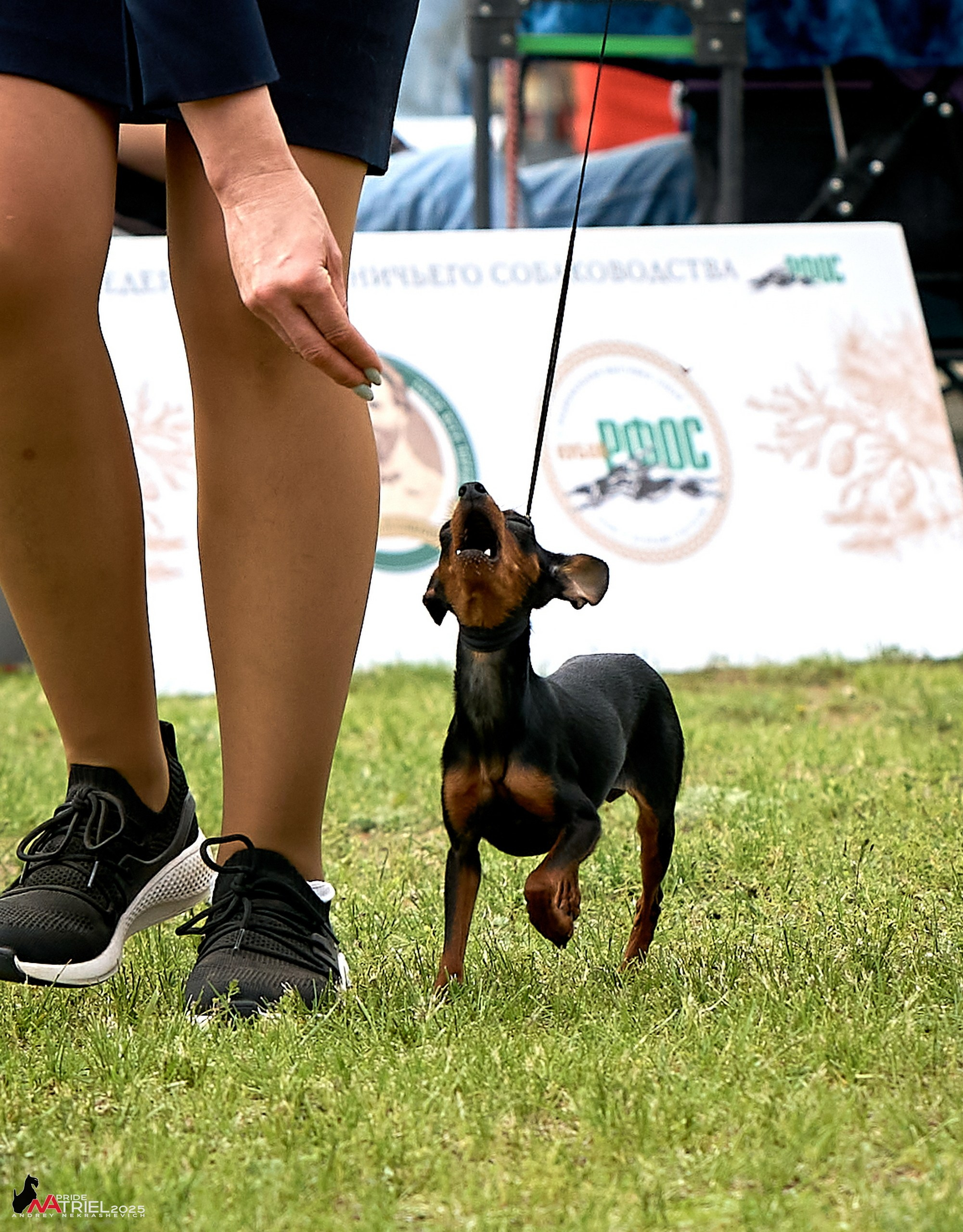 Выставка собак Суздаль-Владимир