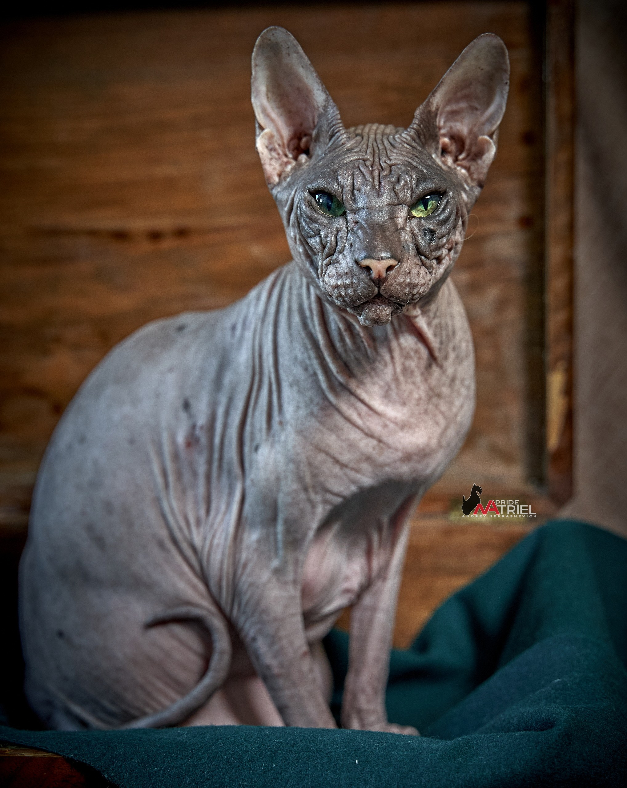 Домашние кошки — галерея NATRIEL