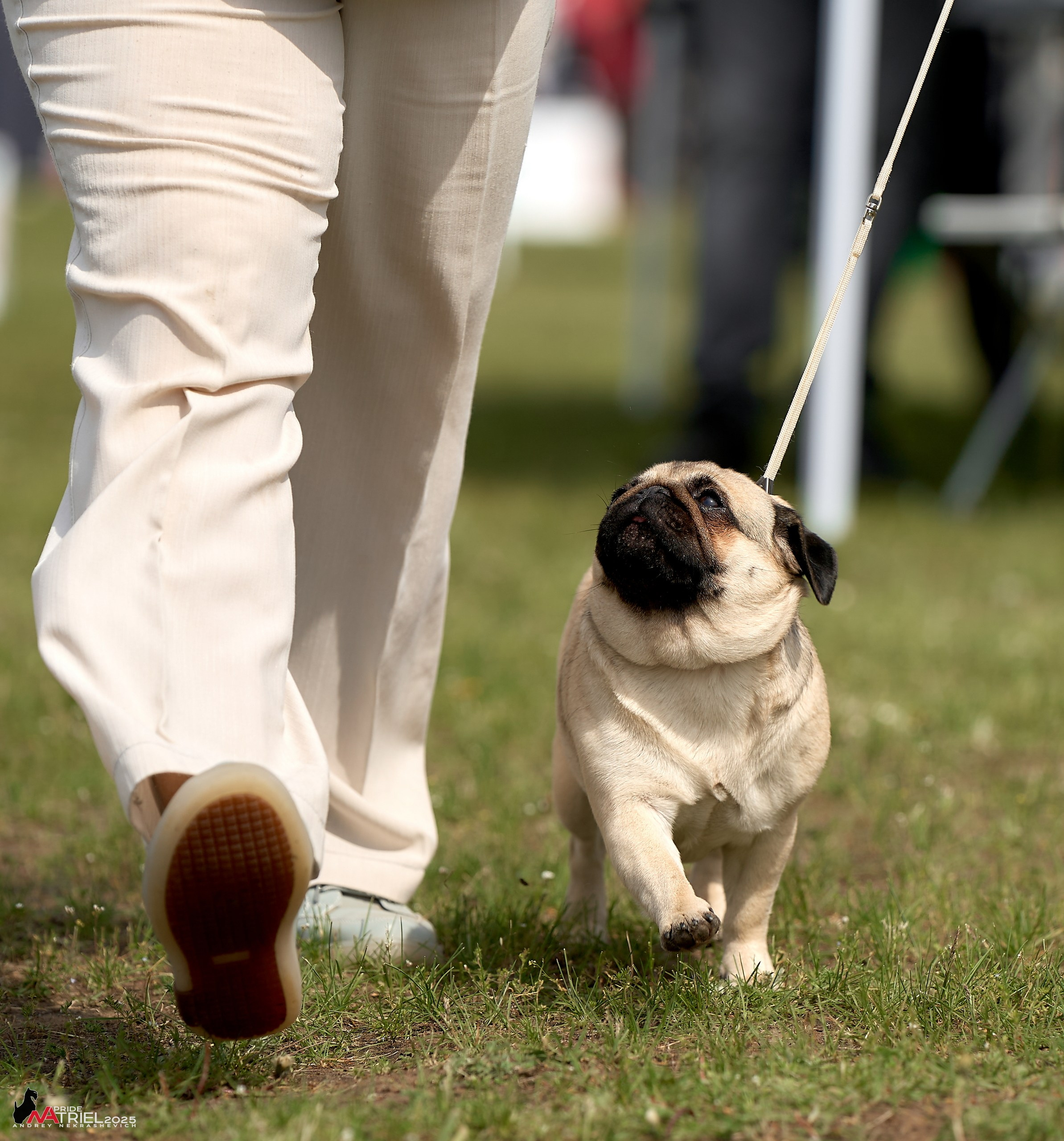 Выставка собак Суздаль-Владимир