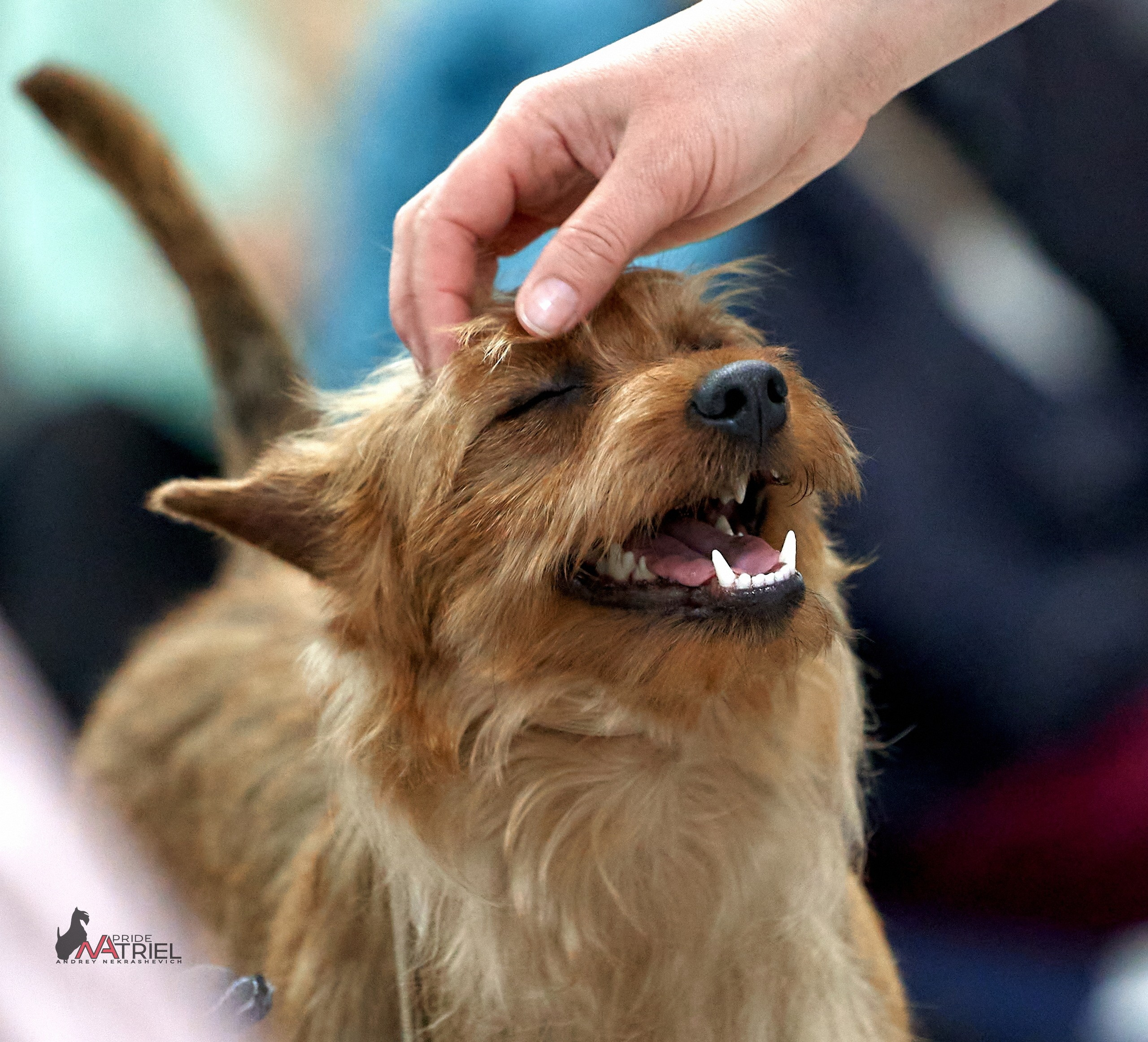 Портреты собак — галерея NATRIEL