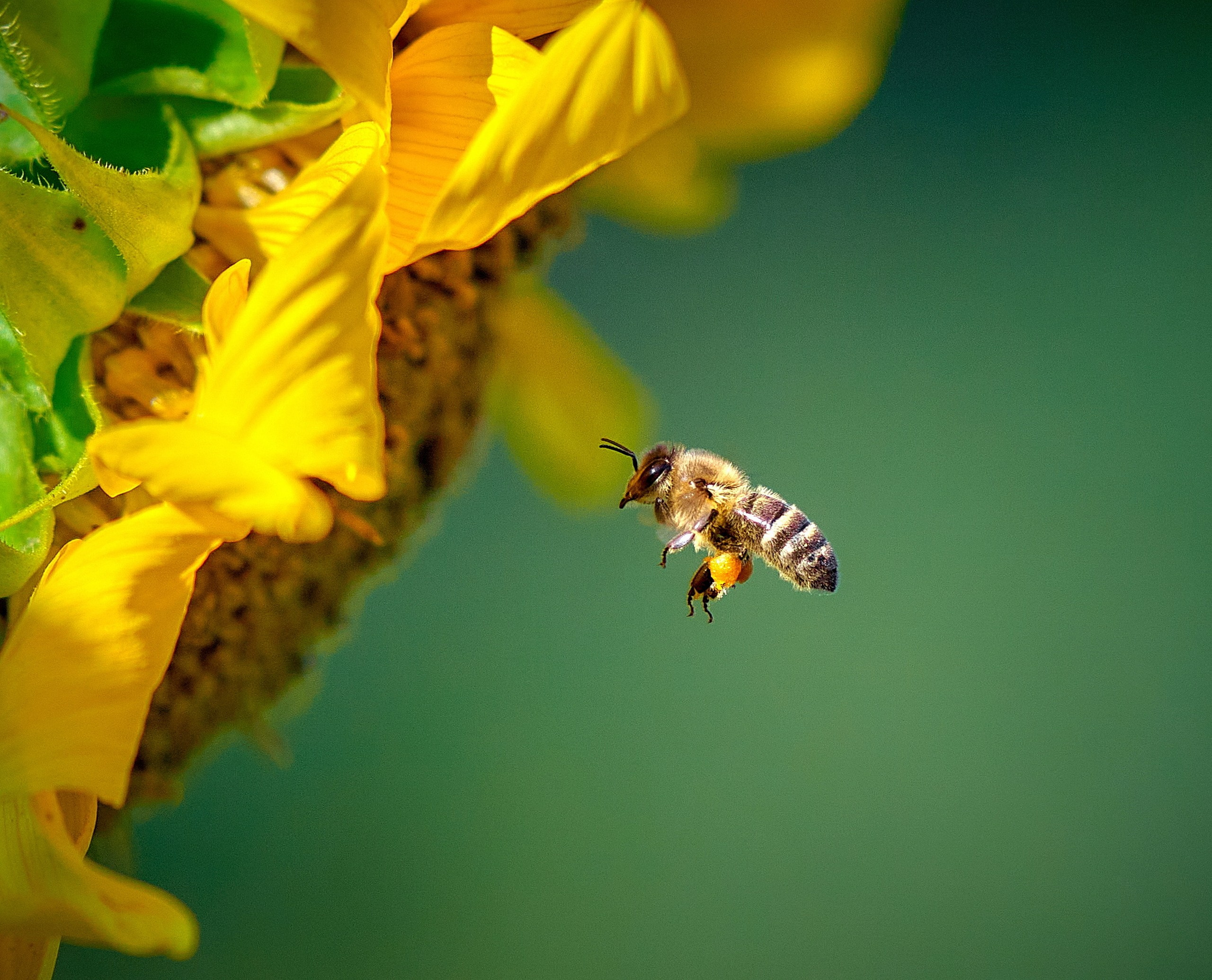 Макро-фото — галерея NATRIEL