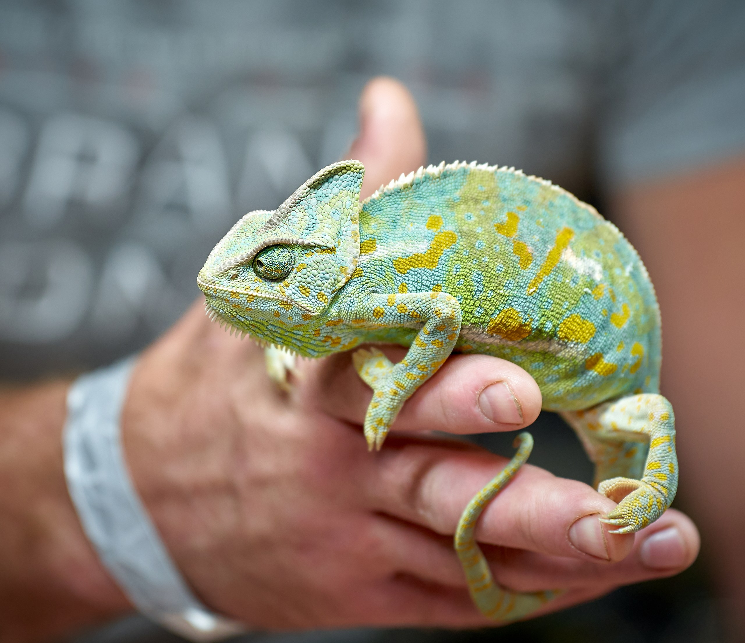 Рептилии — галерея NATRIEL