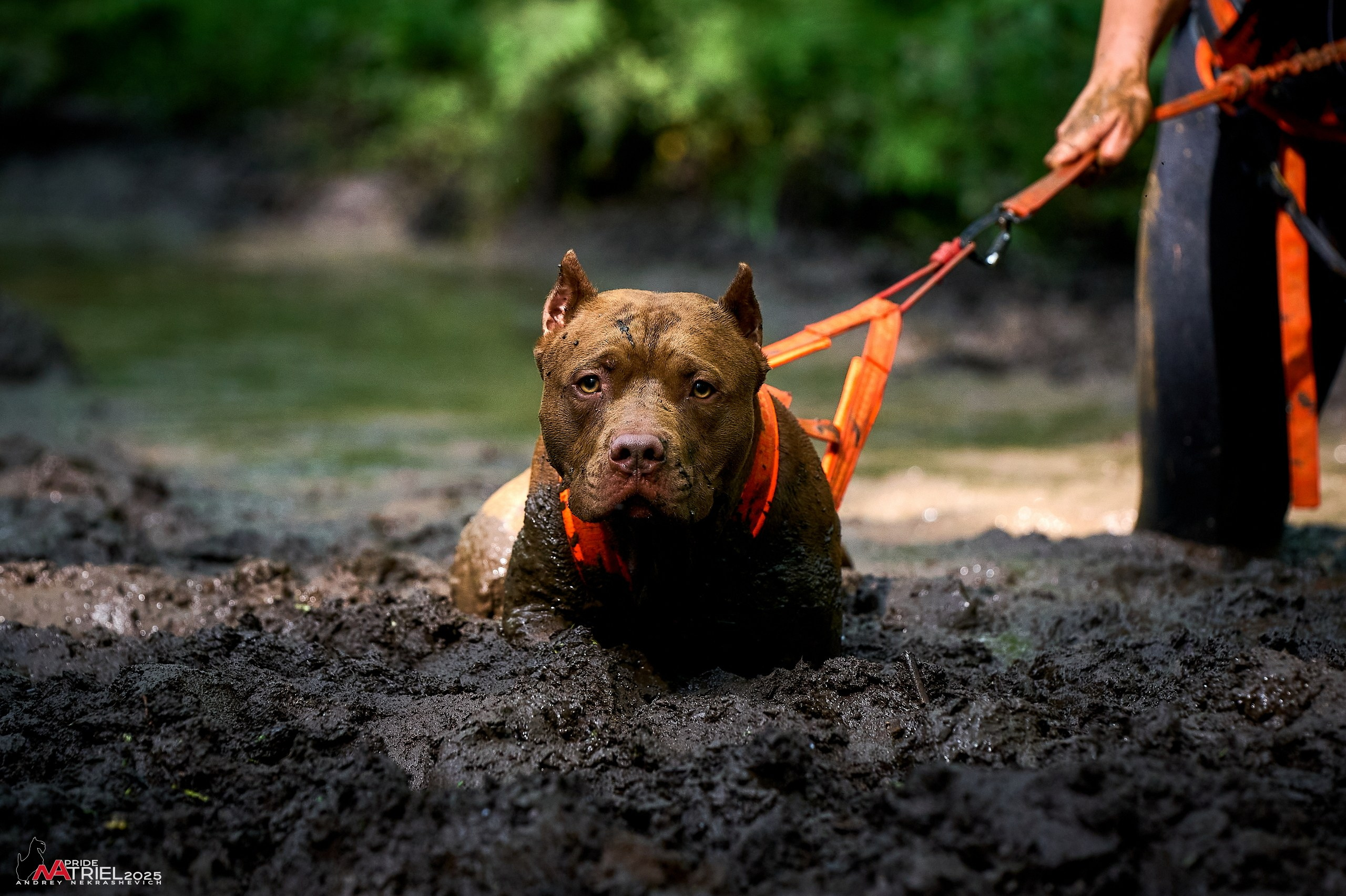 Russian Extreme Dog Trail — 2025