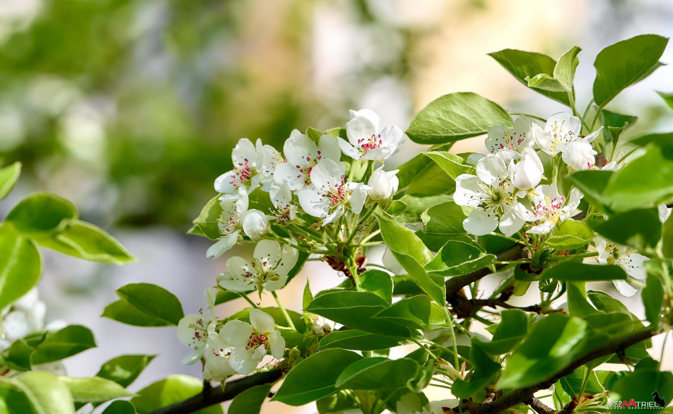 Природа в апреле. Всё в цветении!