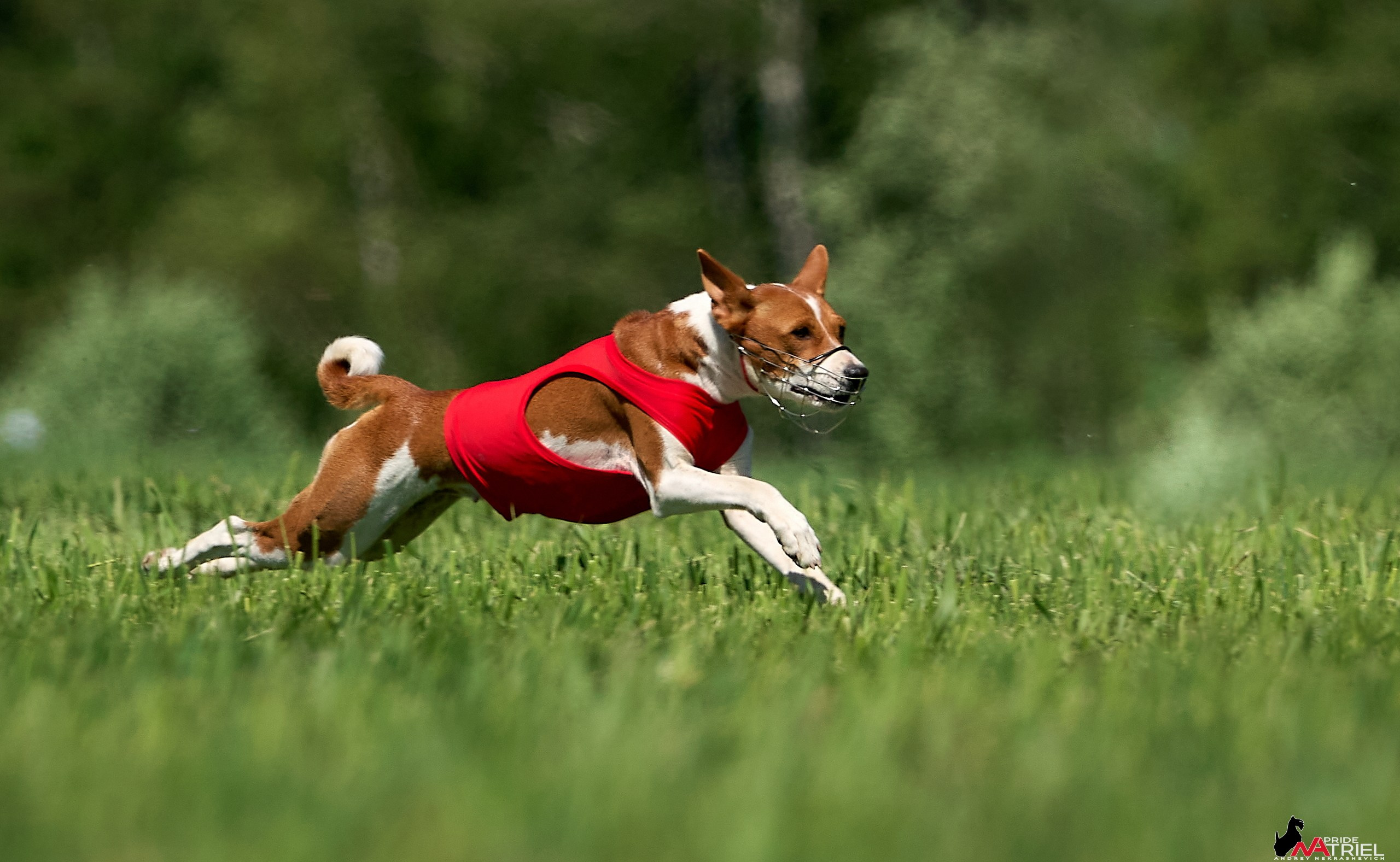 Съемка курсинг — галерея NATRIEL