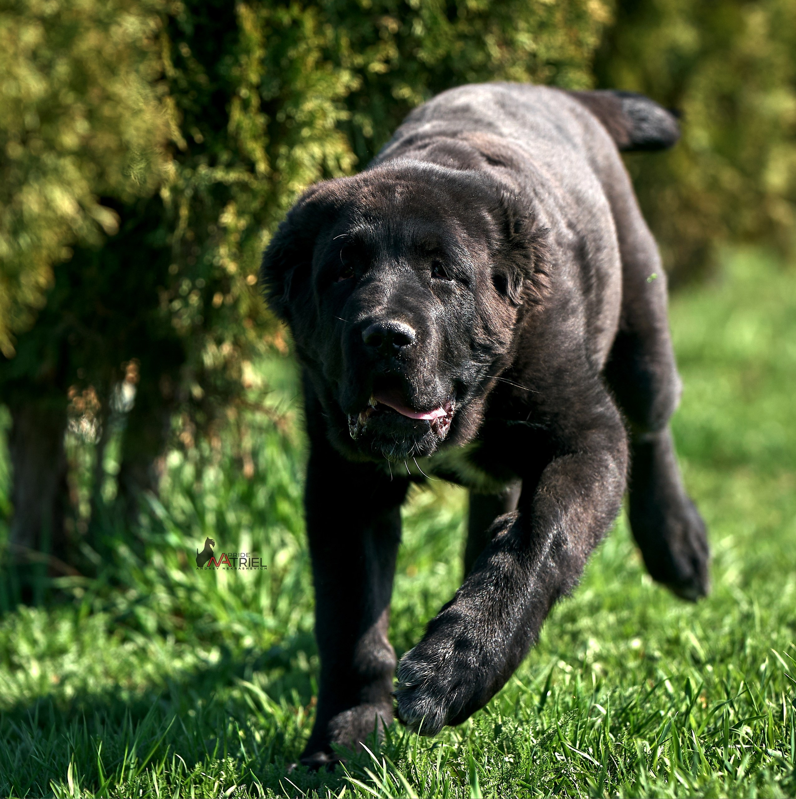 Среднеазиаты — щенки и взрослые