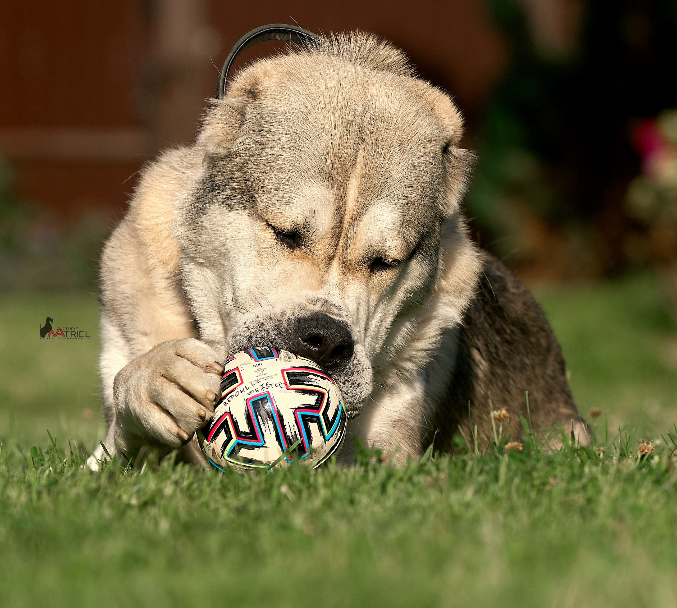 Портреты собак — галерея NATRIEL