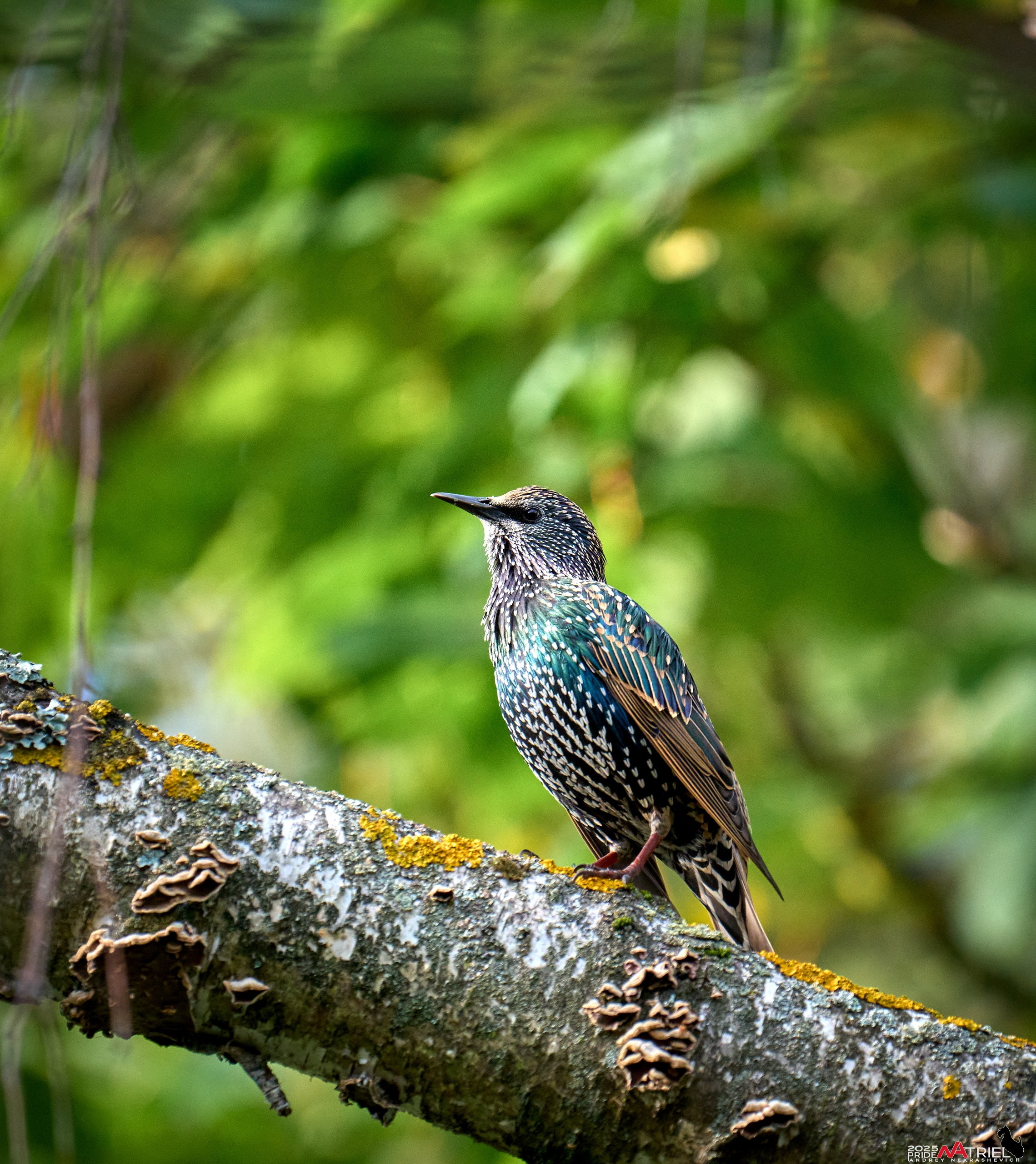 Съемка с объективом Sony 200-600 на камеру Sony A1m2