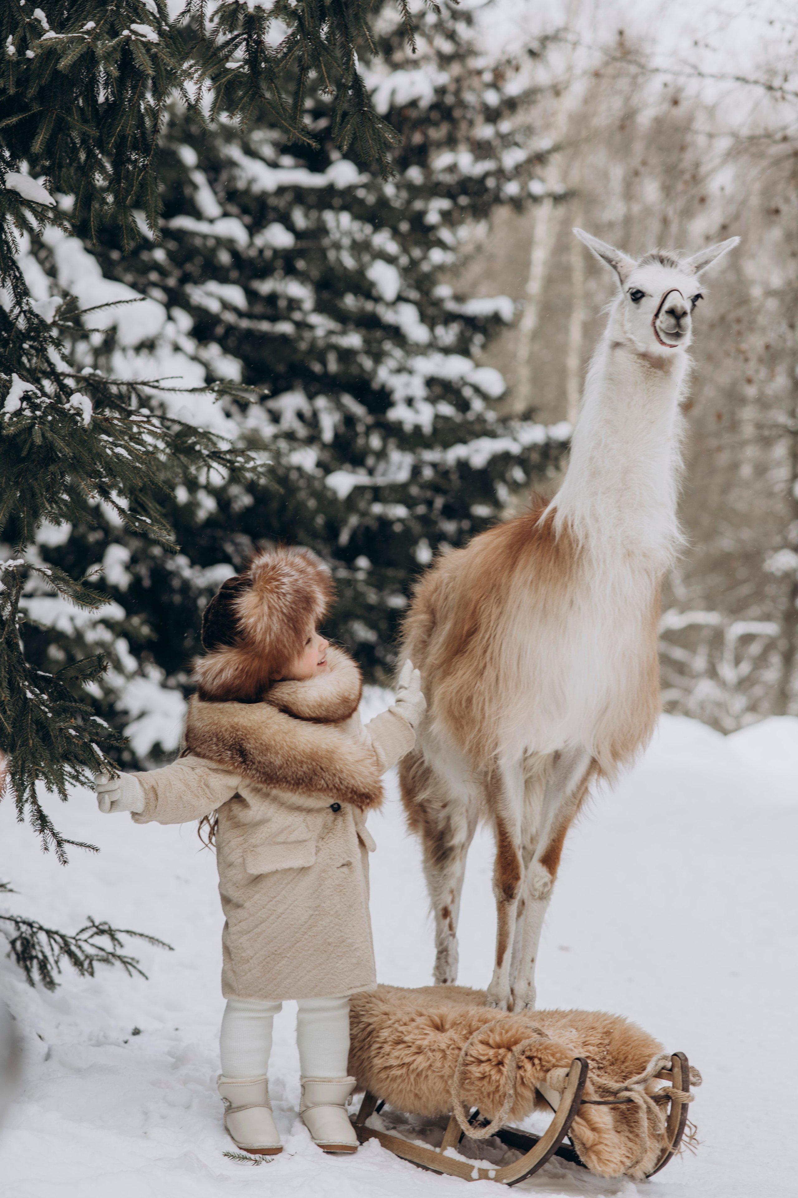 Зимняя фотосессия с Альпаками. Свадебный фотограф в Дмитрове