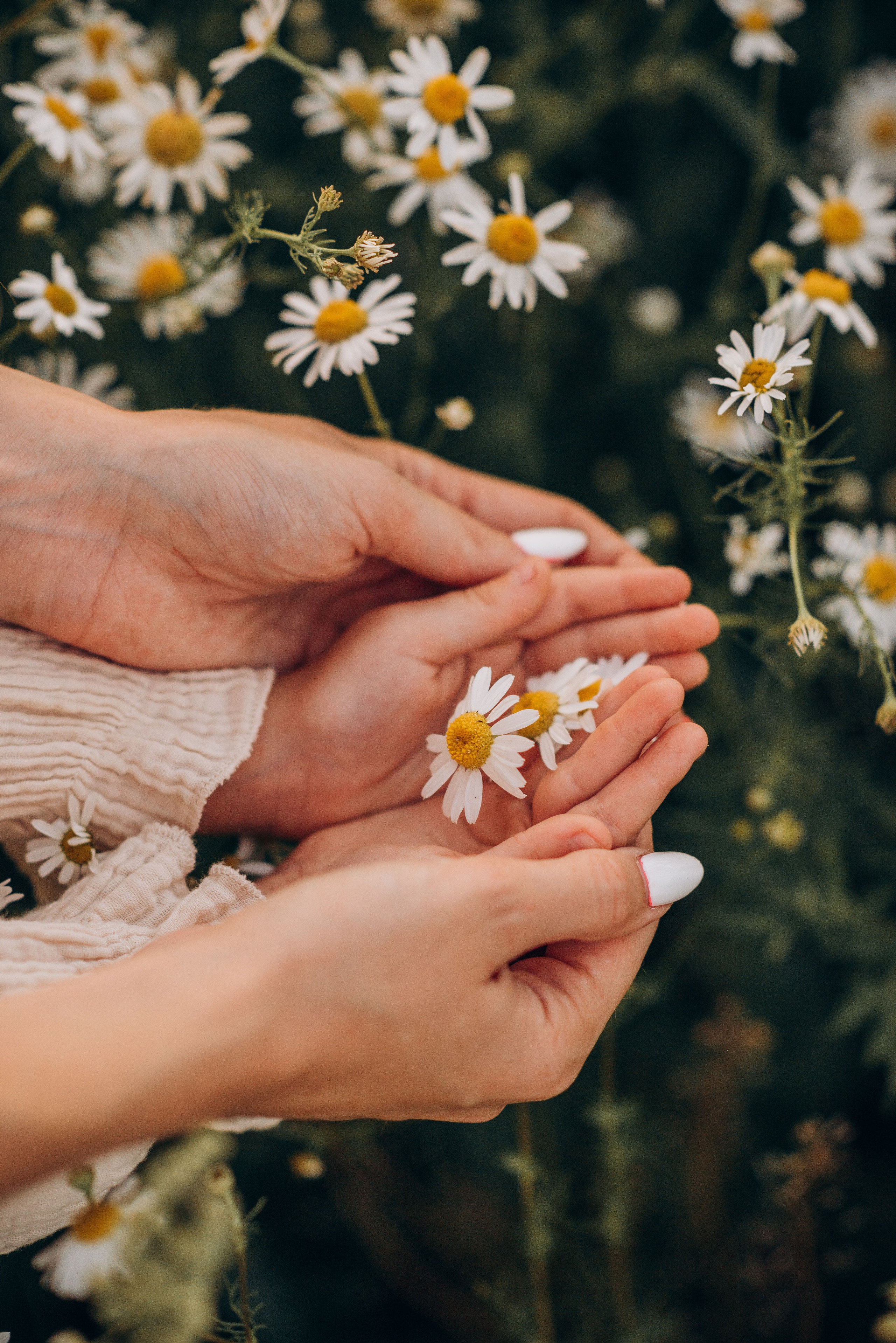 Закат в ромашках. Семейный фотограф в Домодедово и Москве Елена Пичугина