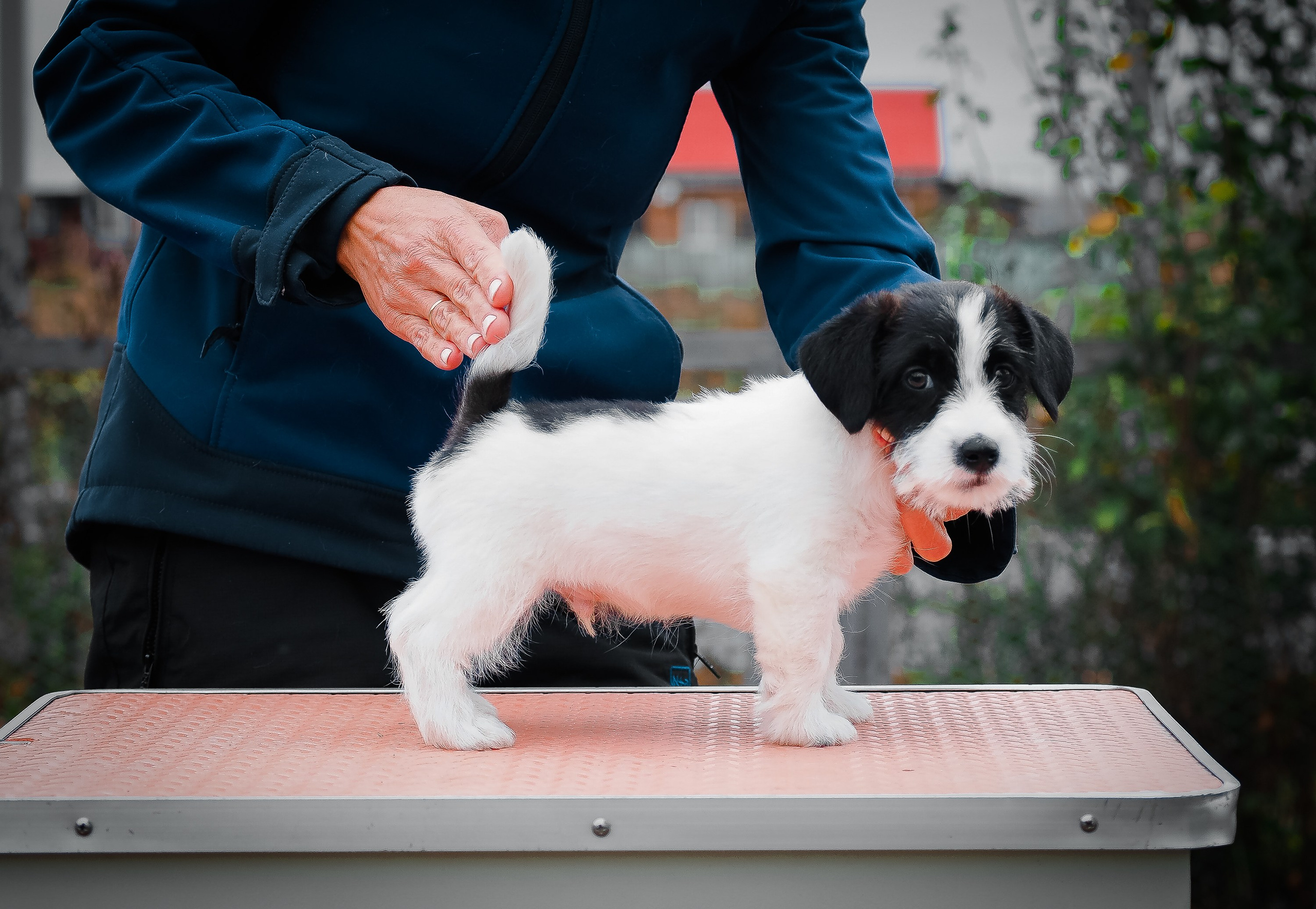 X_КОБЛ_4_БЕЛ_ЧЕРН. CANE MAESTRO — kennel Jack Russell Terrier