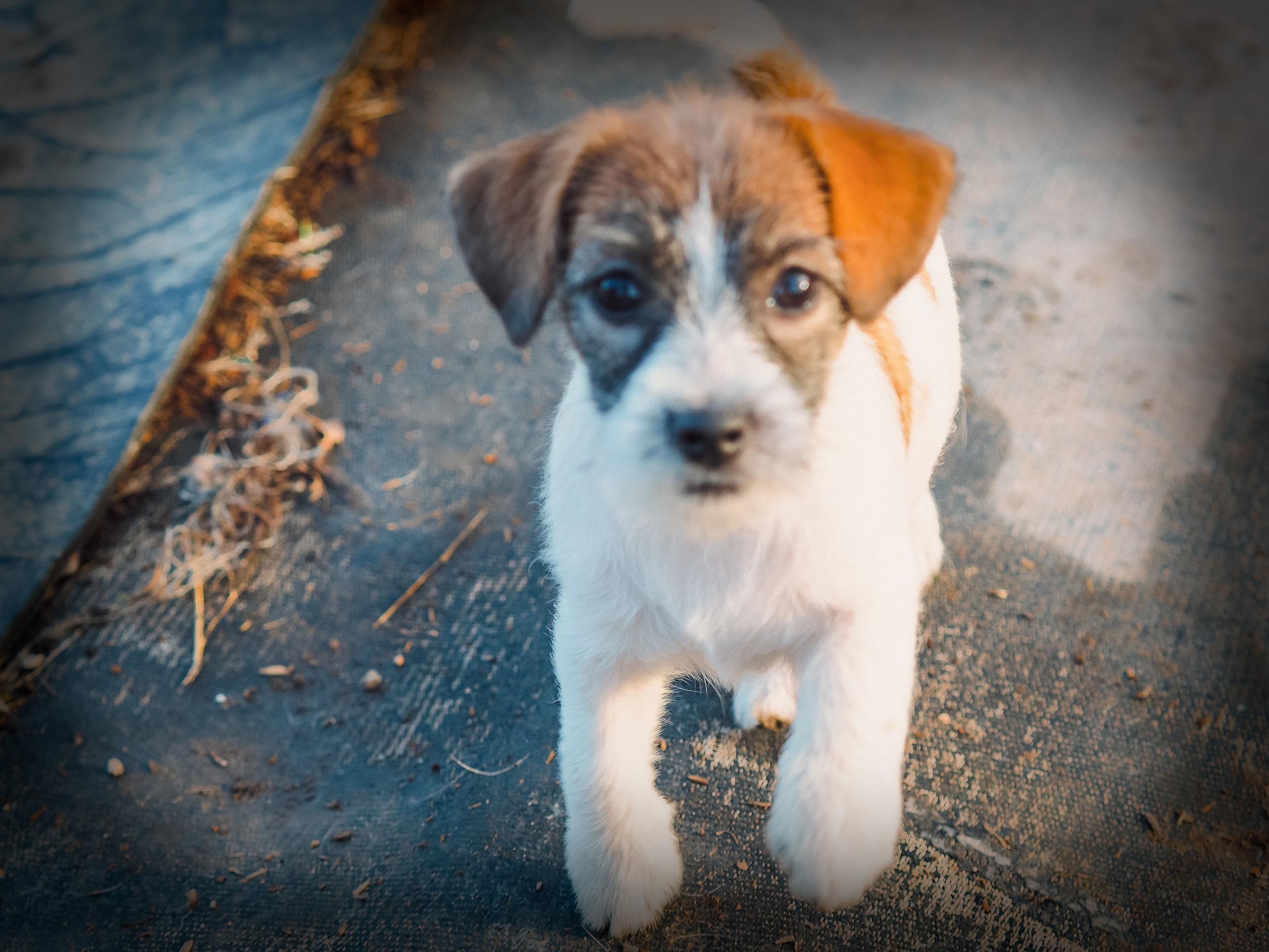 X_female_2_b-t. CANE MAESTRO — kennel Jack Russell Terrier