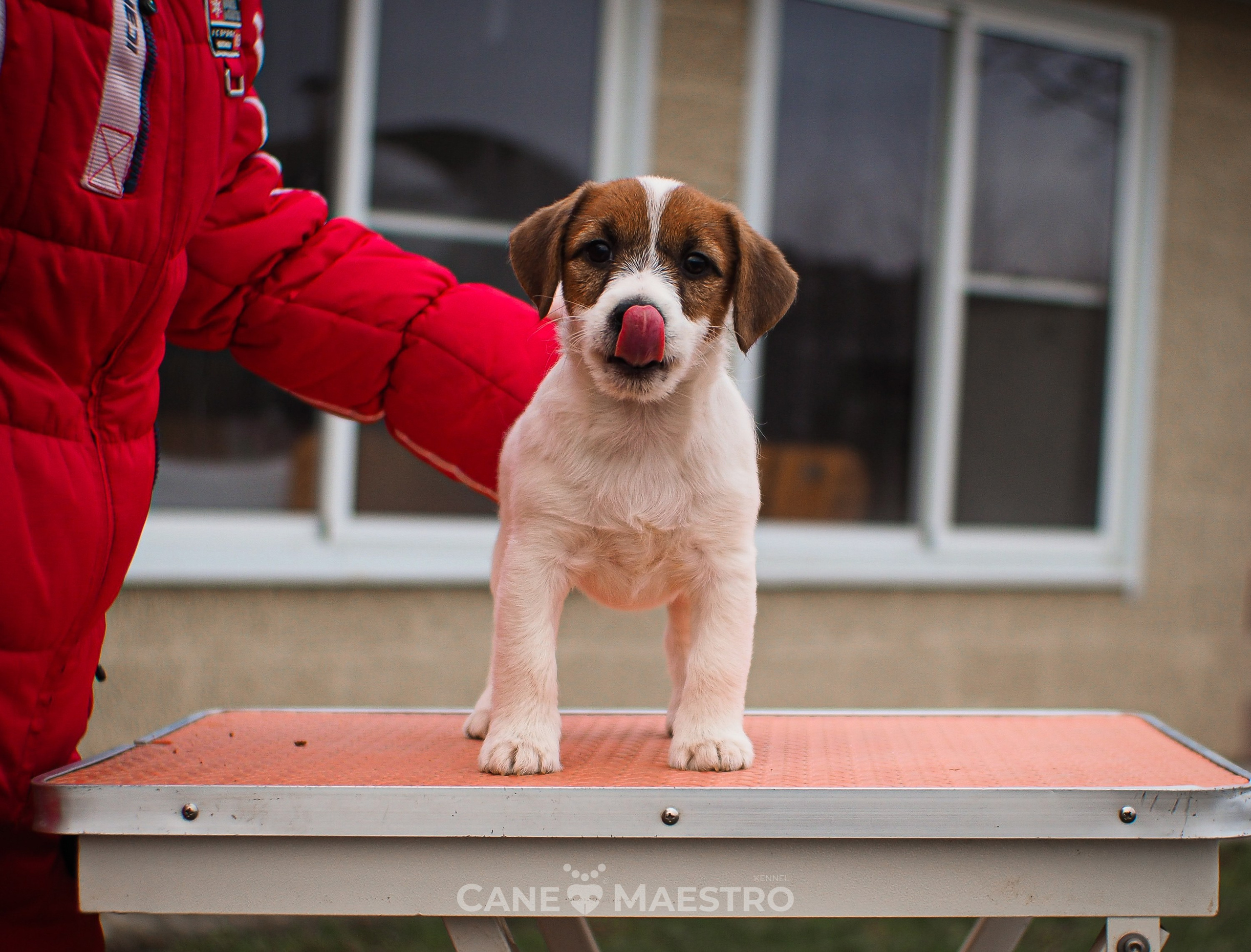 3КОБЛ_СНЕГОВИК. CANE MAESTRO — kennel Jack Russell Terrier