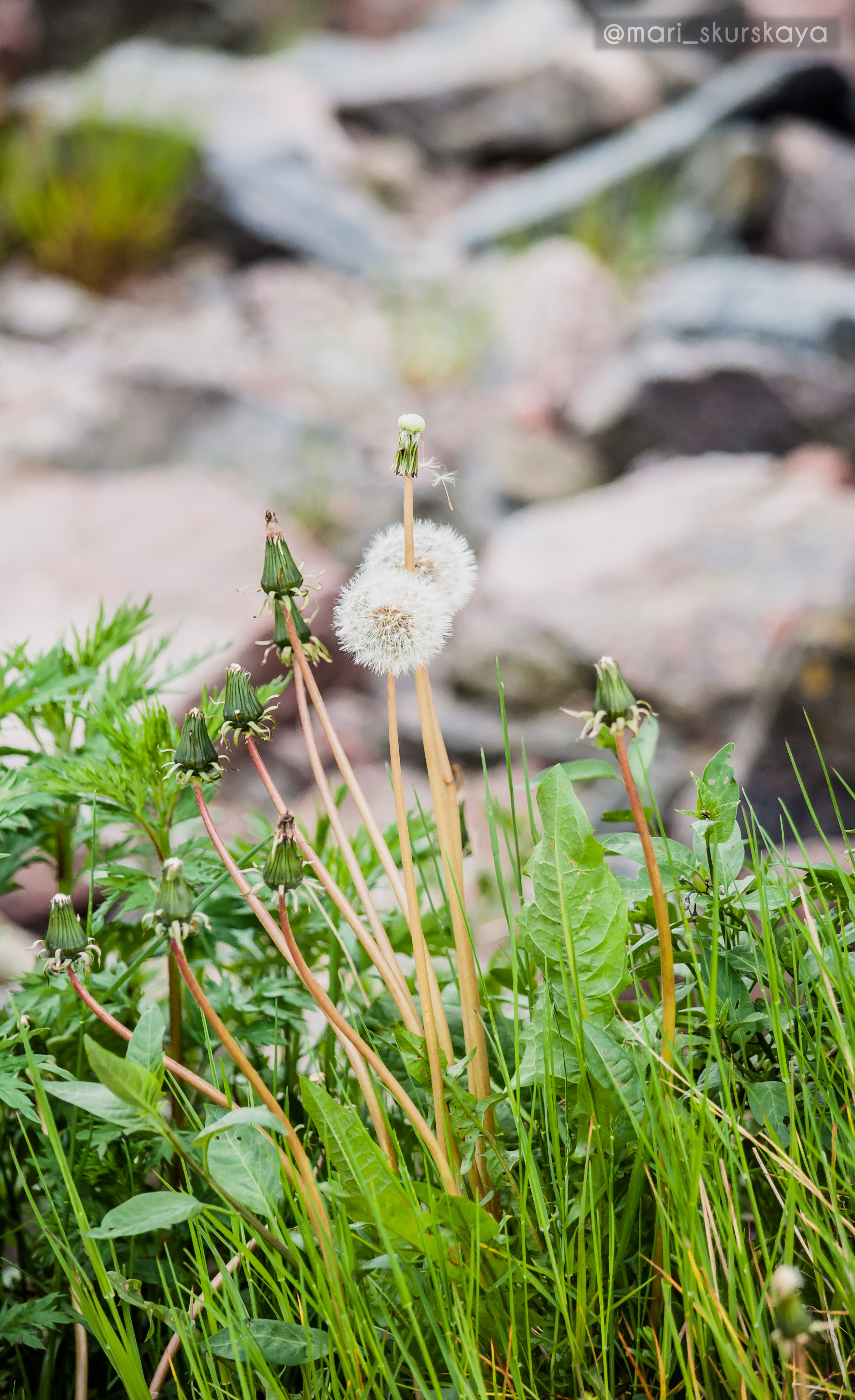 Кира и Кирилл — Kawasaki Z1000. Мотофотограф в Санкт-Петербурге Мария Скурская