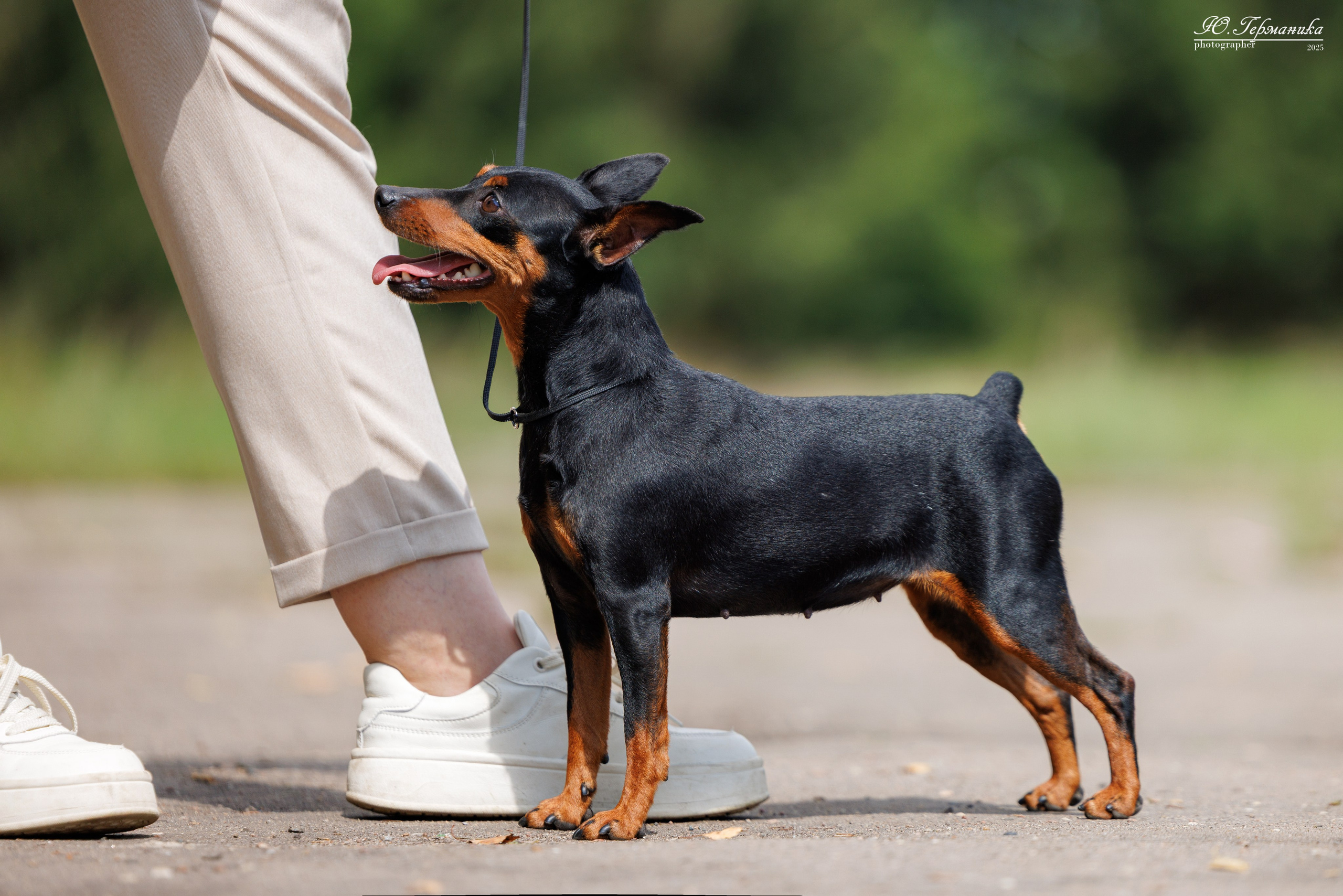 Тверь 10.08.2025. Фотограф-анималист Юлия Германика