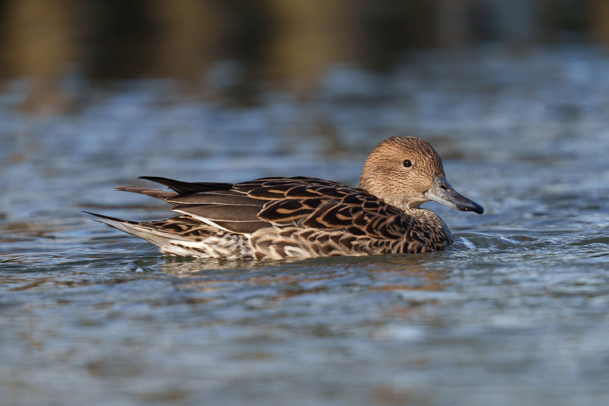 Удивительные мир птиц. Вокруг нас столько прекрасного — присмотритесь!. Ваш личный фотограф Марина Волкова