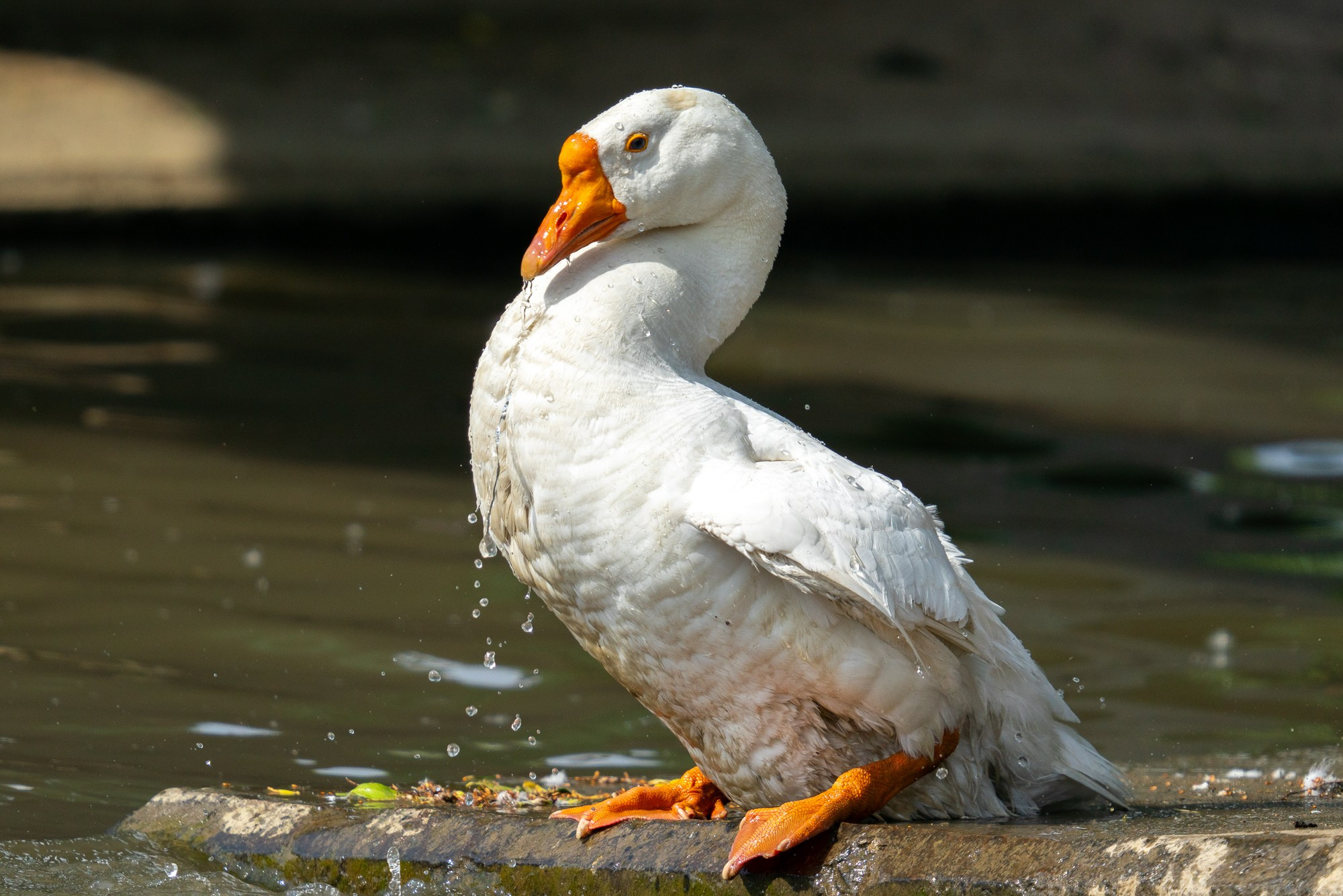 Удивительные мир птиц. Вокруг нас столько прекрасного — присмотритесь!. Ваш личный фотограф Марина Волкова