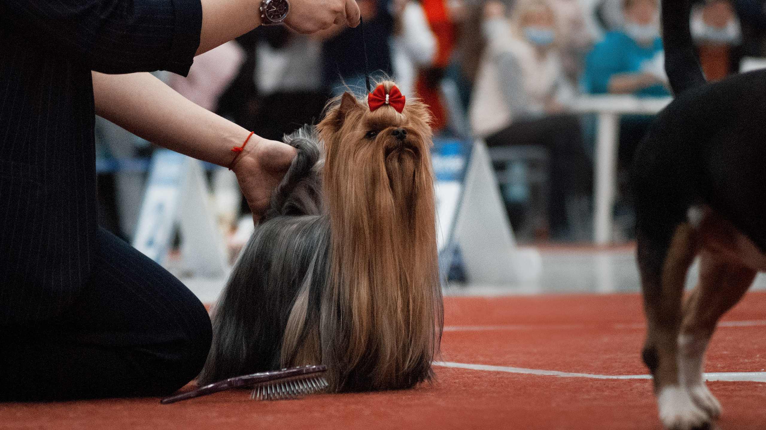 Шоу. Фотограф в Тюмени Лизавета Сапицкая