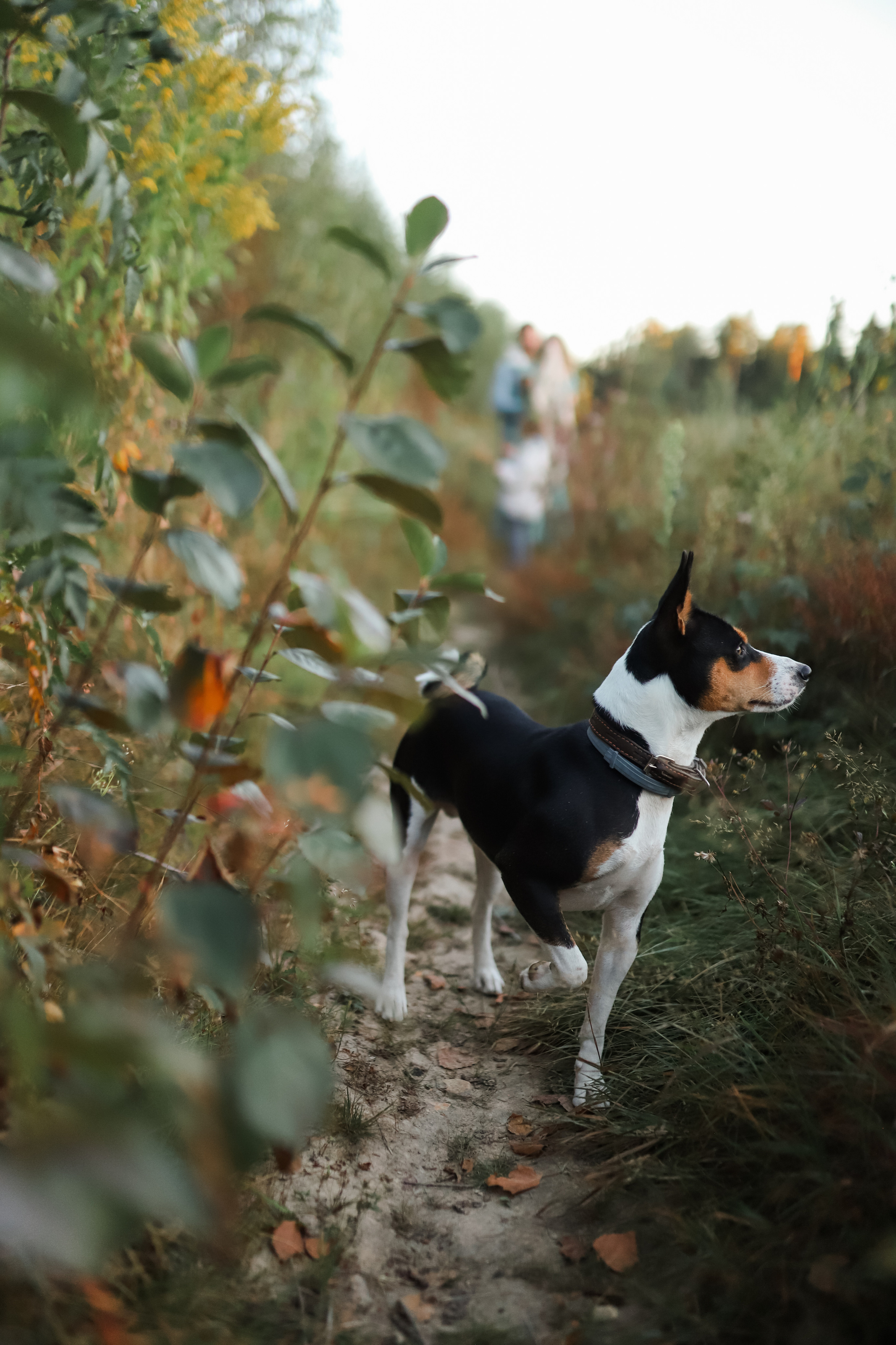 Прогулка с собакой. Семейный фотограф Елизавета Увицкая
