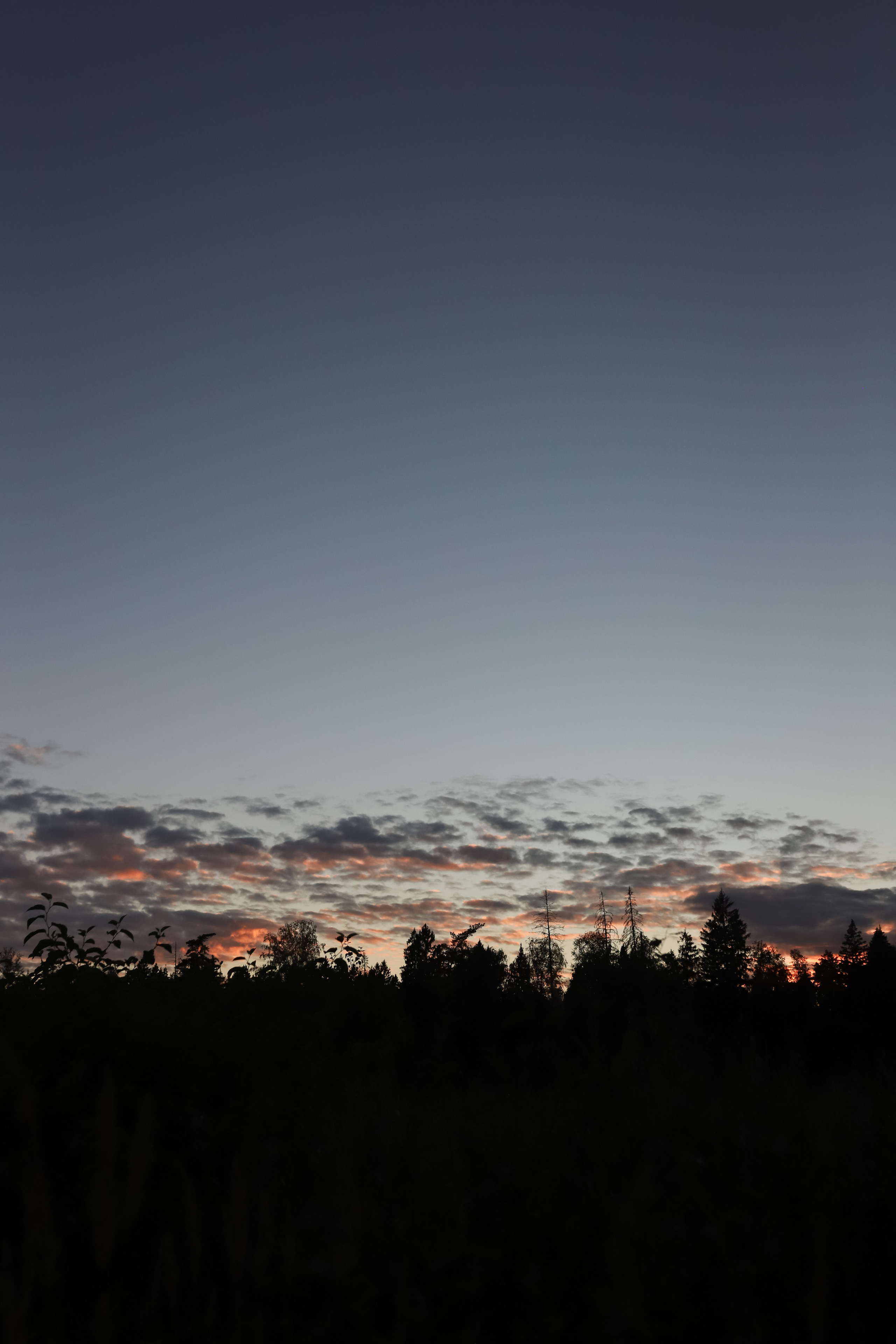 Прогулка с собакой. Семейный фотограф Елизавета Увицкая