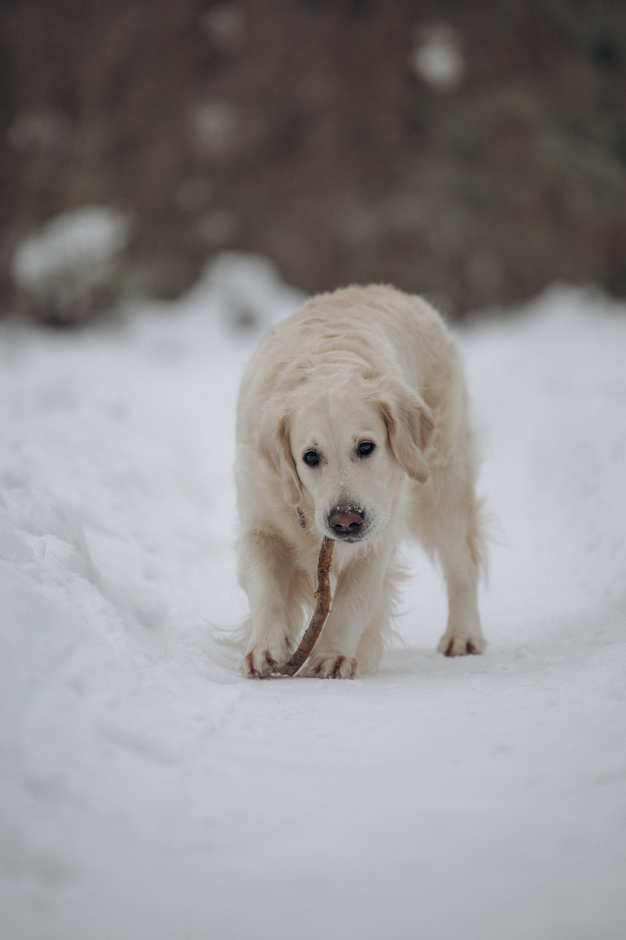 Зима. Лес. Татьяна и Делла. Фотограф анималист в Казани Алина Сулейманова. Фотограф животных
