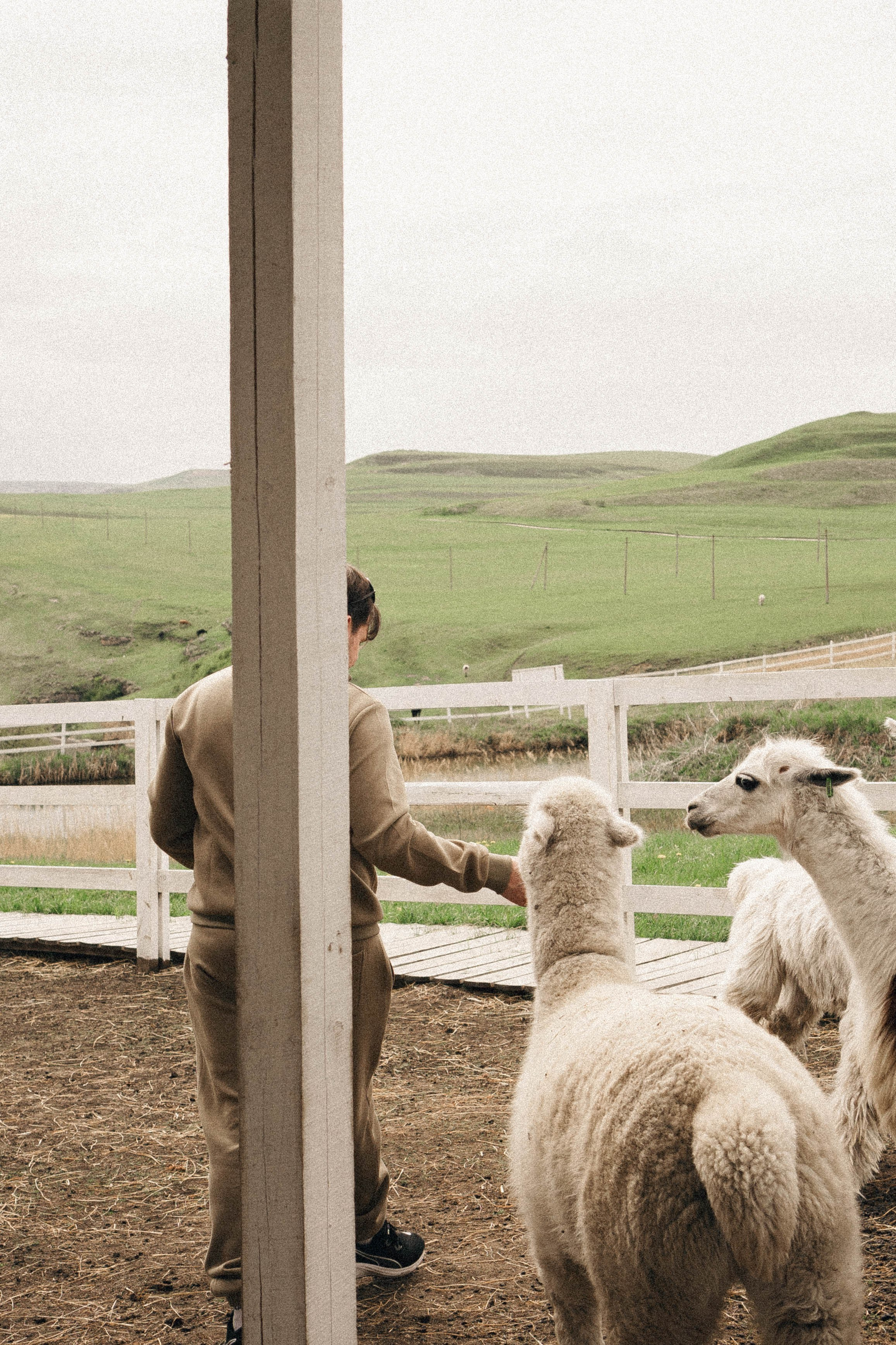 Ферма Альпак. Профессиональный фотограф, Санкт-Петербург — Виктория Богомолова