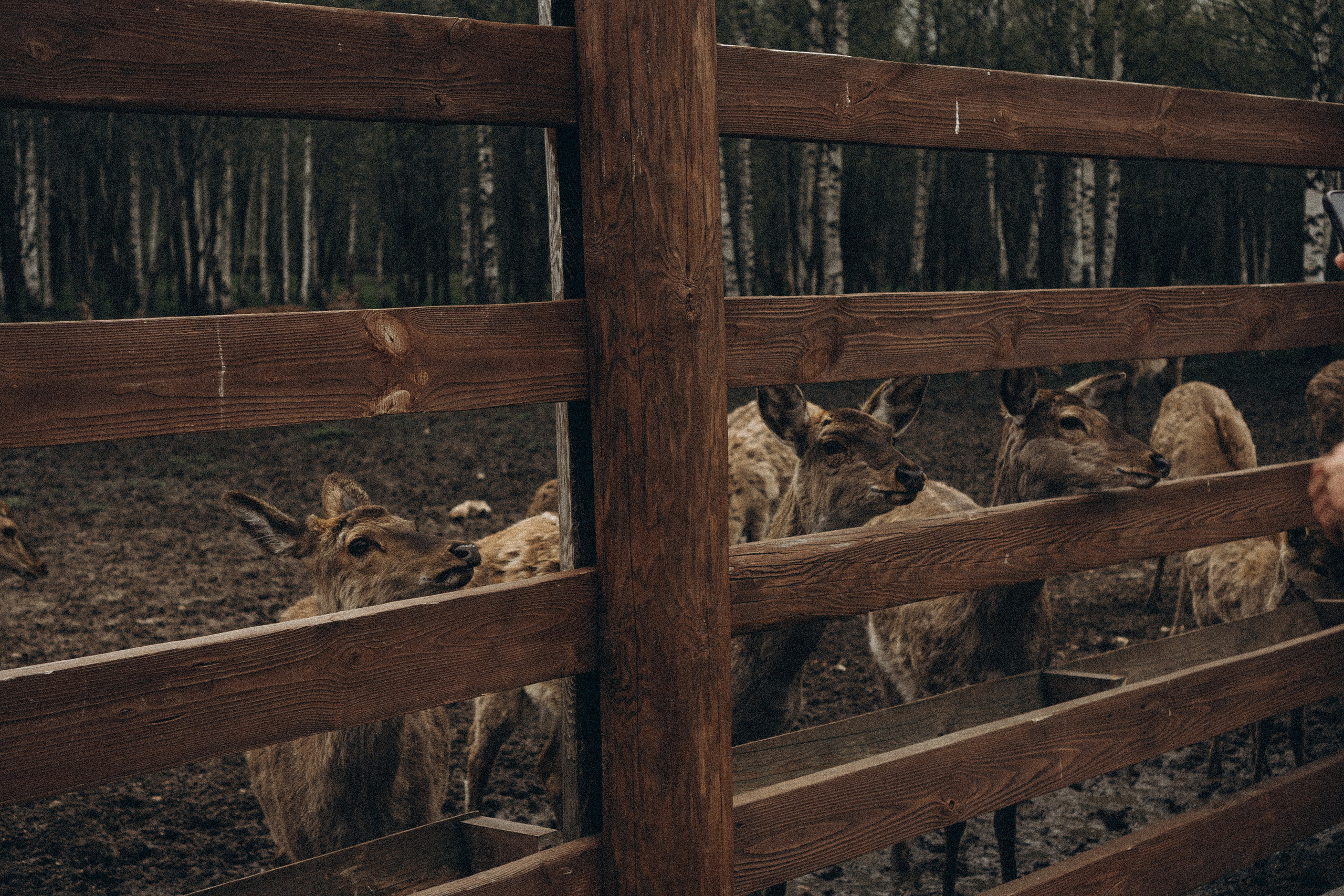 ОЛЕНЬЯ ФЕРМА В ТВЕРИ. Профессиональный фотограф, Санкт-Петербург — Виктория Богомолова