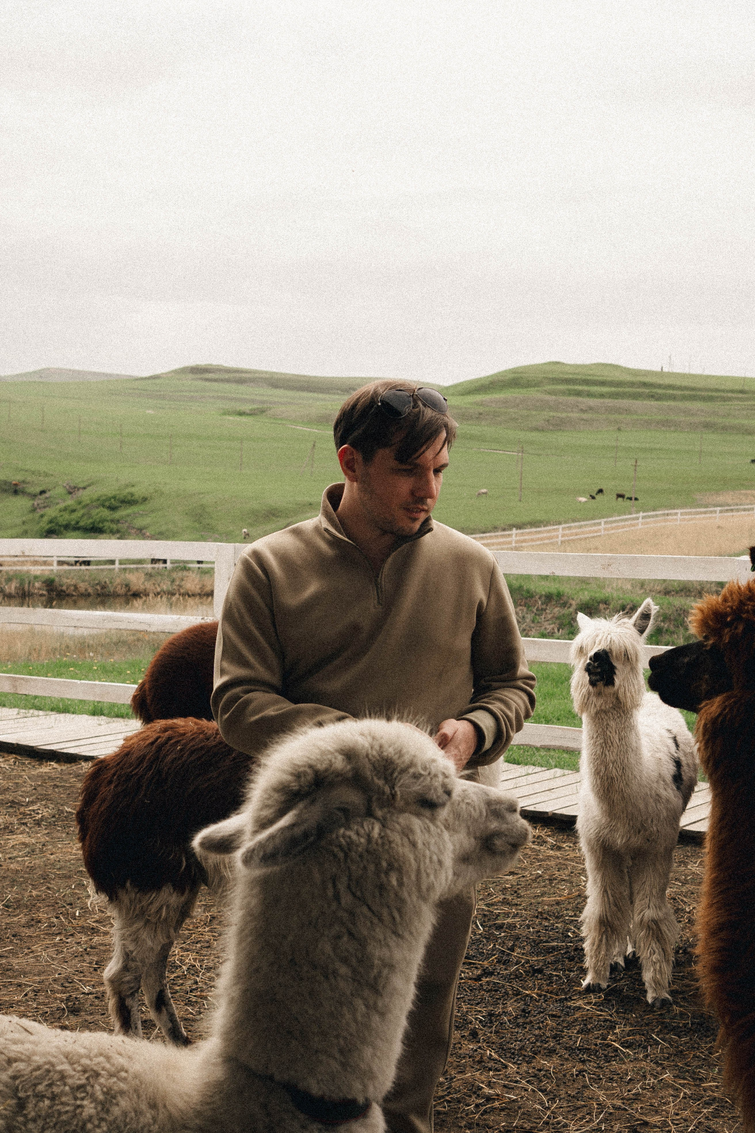 Ферма Альпак. Профессиональный фотограф, Санкт-Петербург — Виктория Богомолова