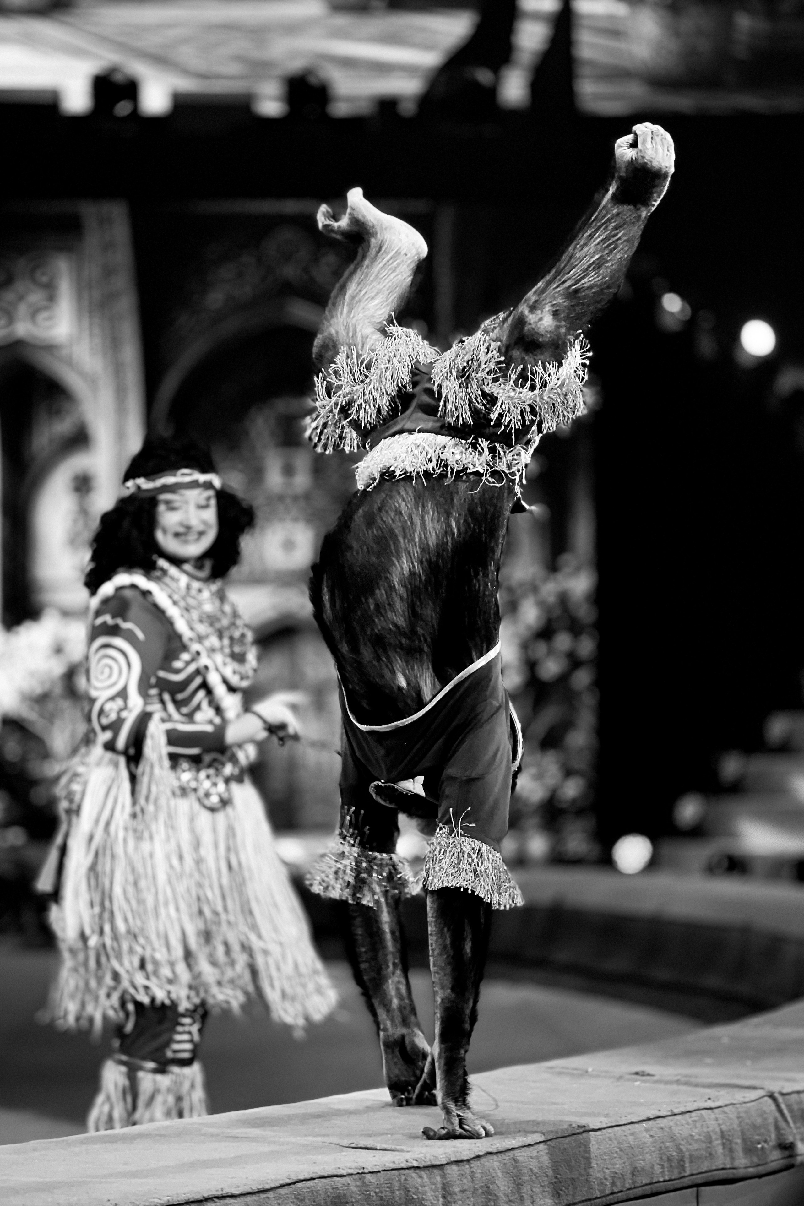 Цирк Братьев Запашных. Фотограф и видеограф Евгений Романов Санкт-Петербург