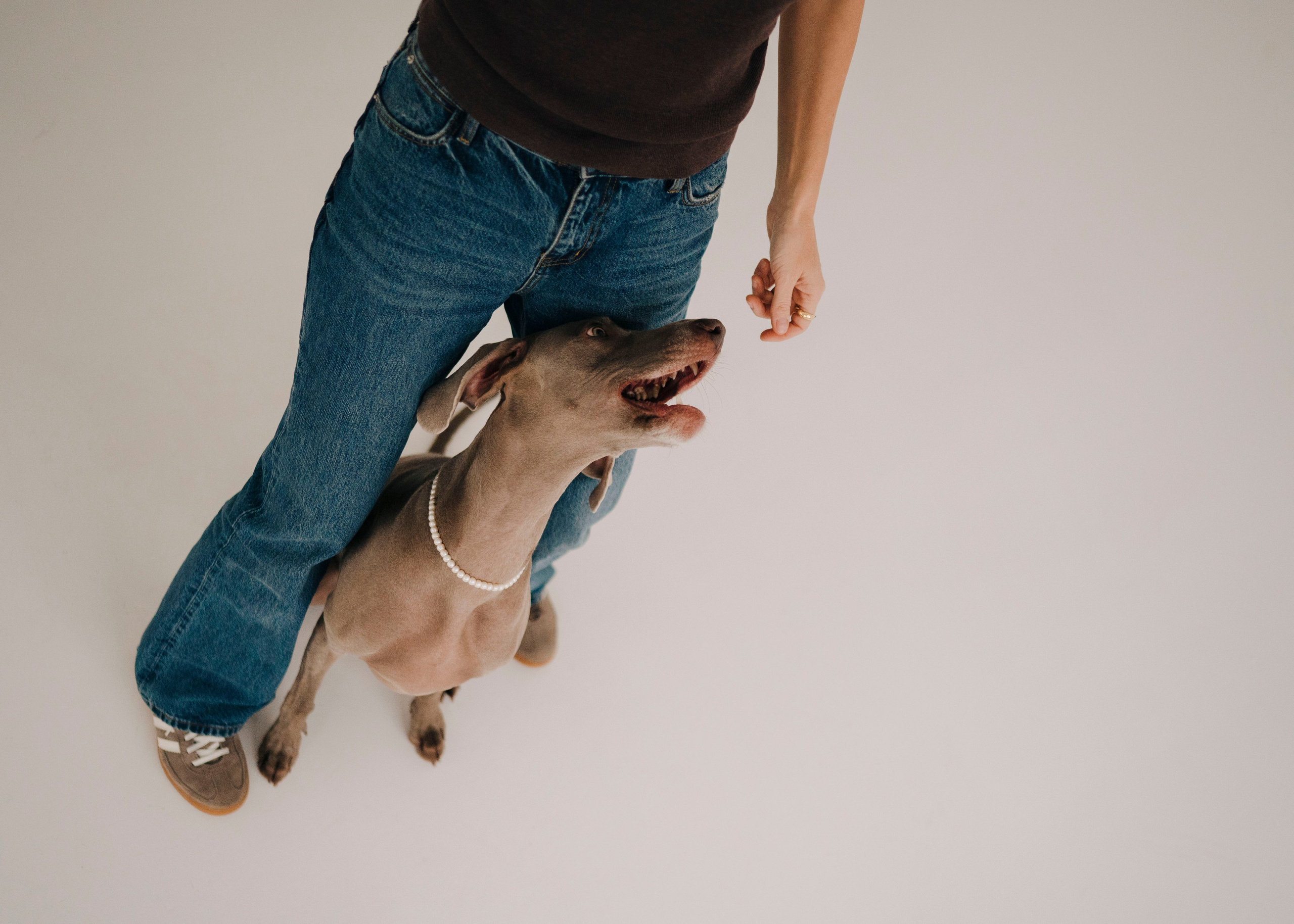 Фани. Фотограф- анималист Александра Матвеева