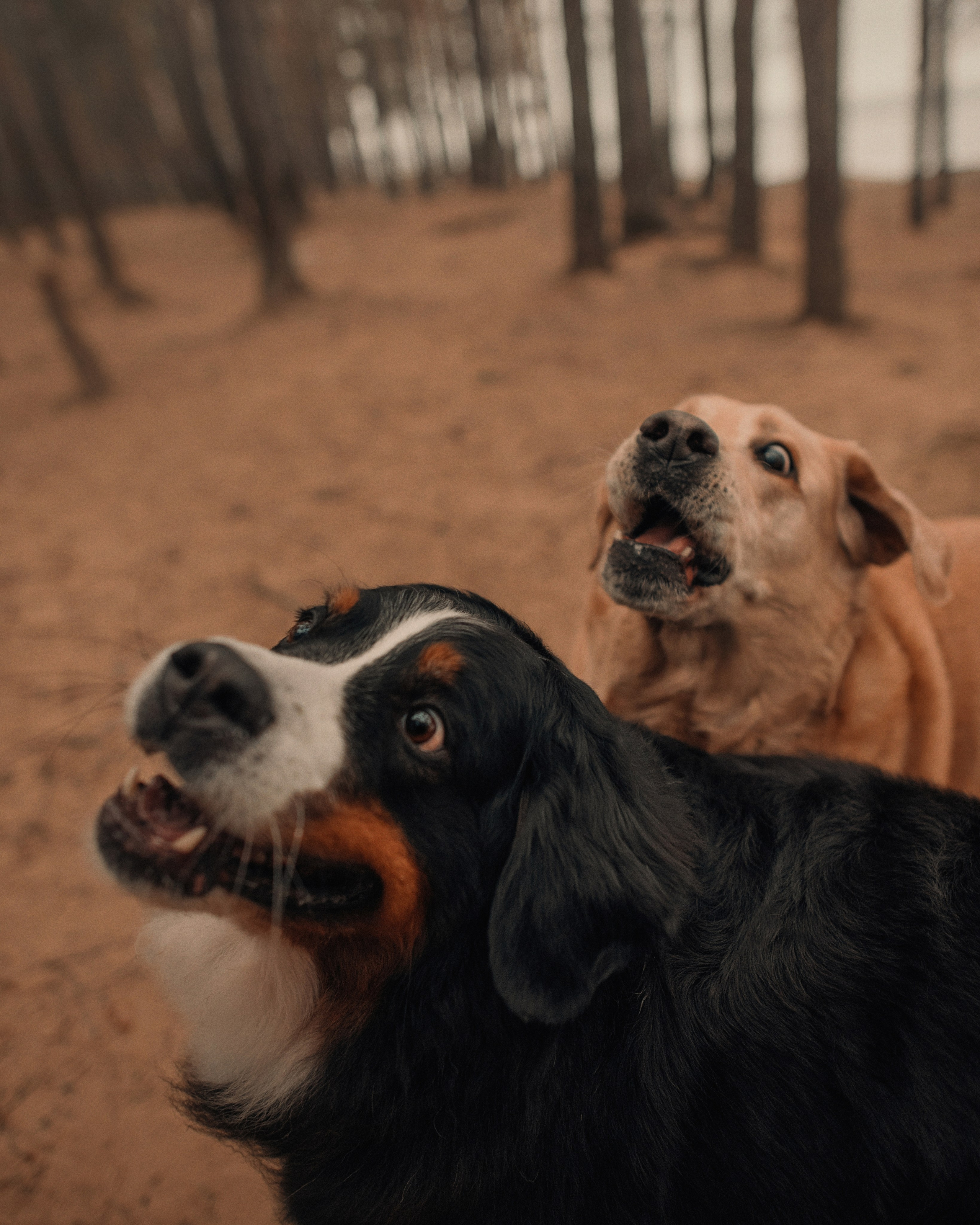 Прогулка: берн Пума, Фрэнк и Юля в Питере. Портфолио