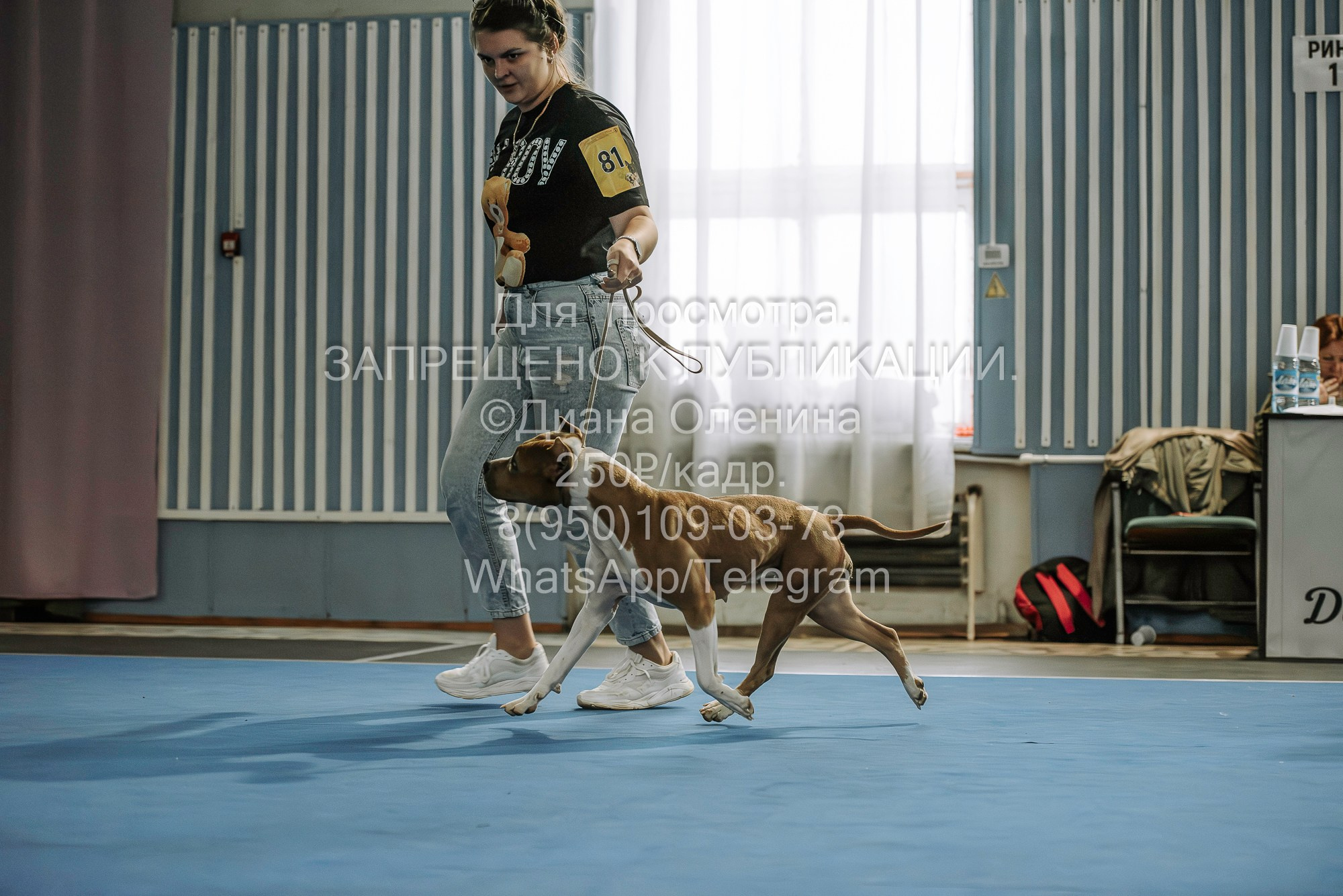 Выставка собак Красноярск 29.10.2023. Фотограф Диана Оленина Красноярск / Братск