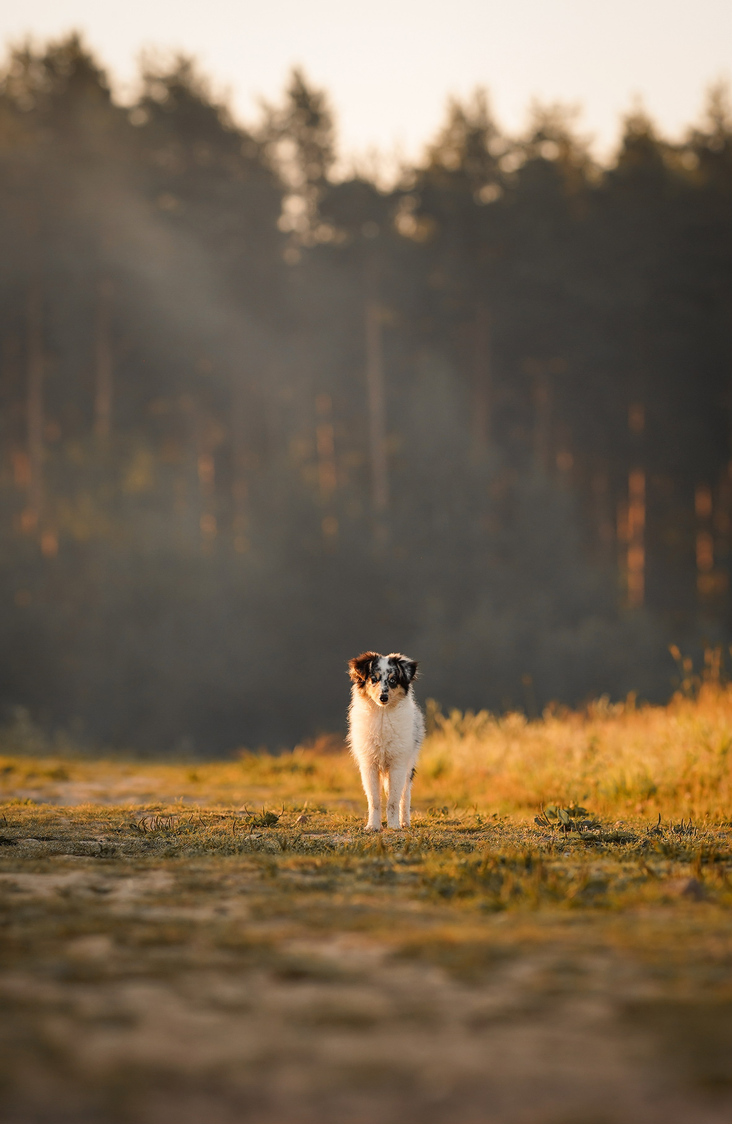 Алина и Лето. Фотограф-анималист в Санкт-Петербурге Яна Мартынова