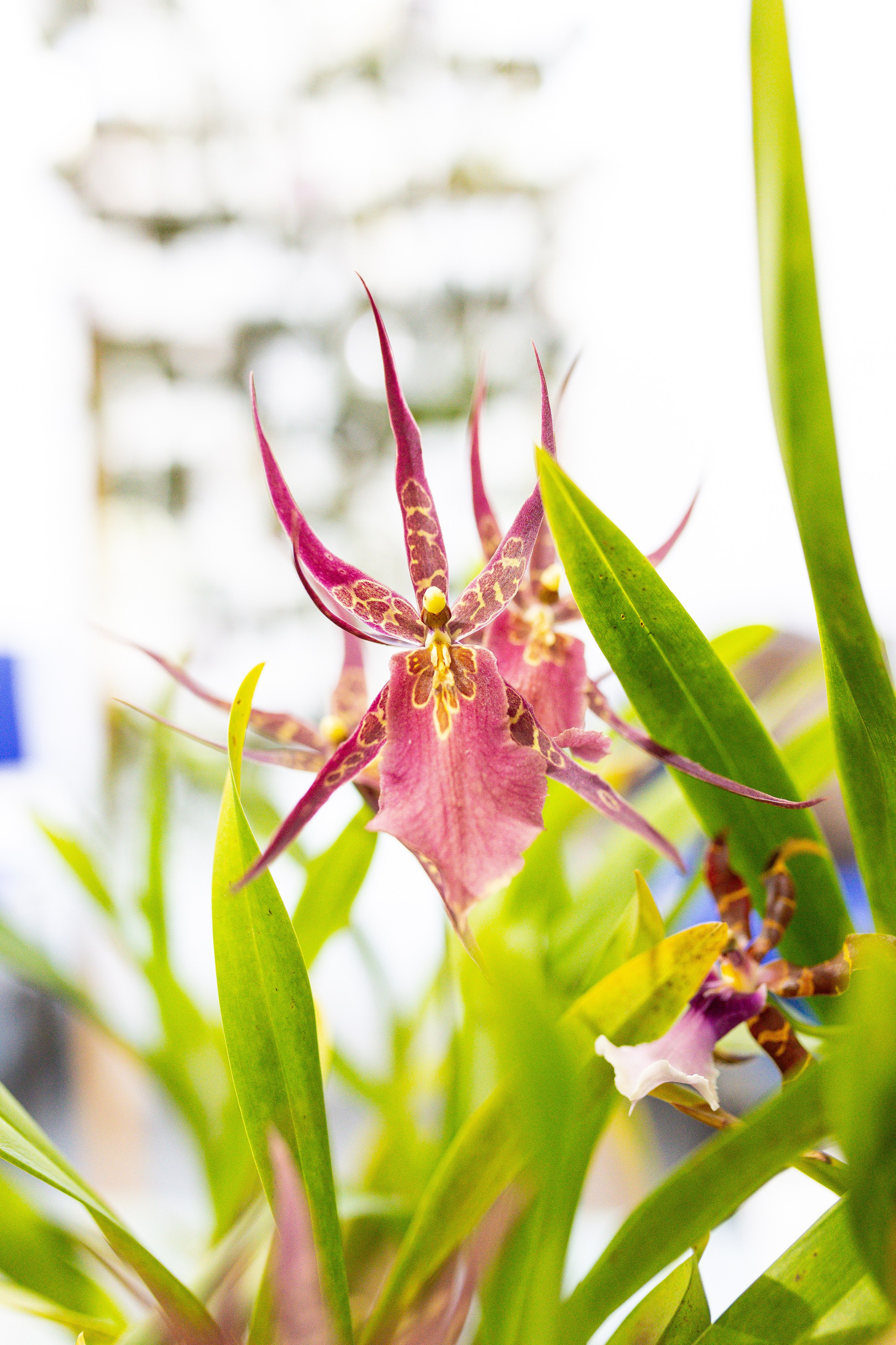 Орхидиум сентябрь 2025. Александра Куликова фотограф, Москва