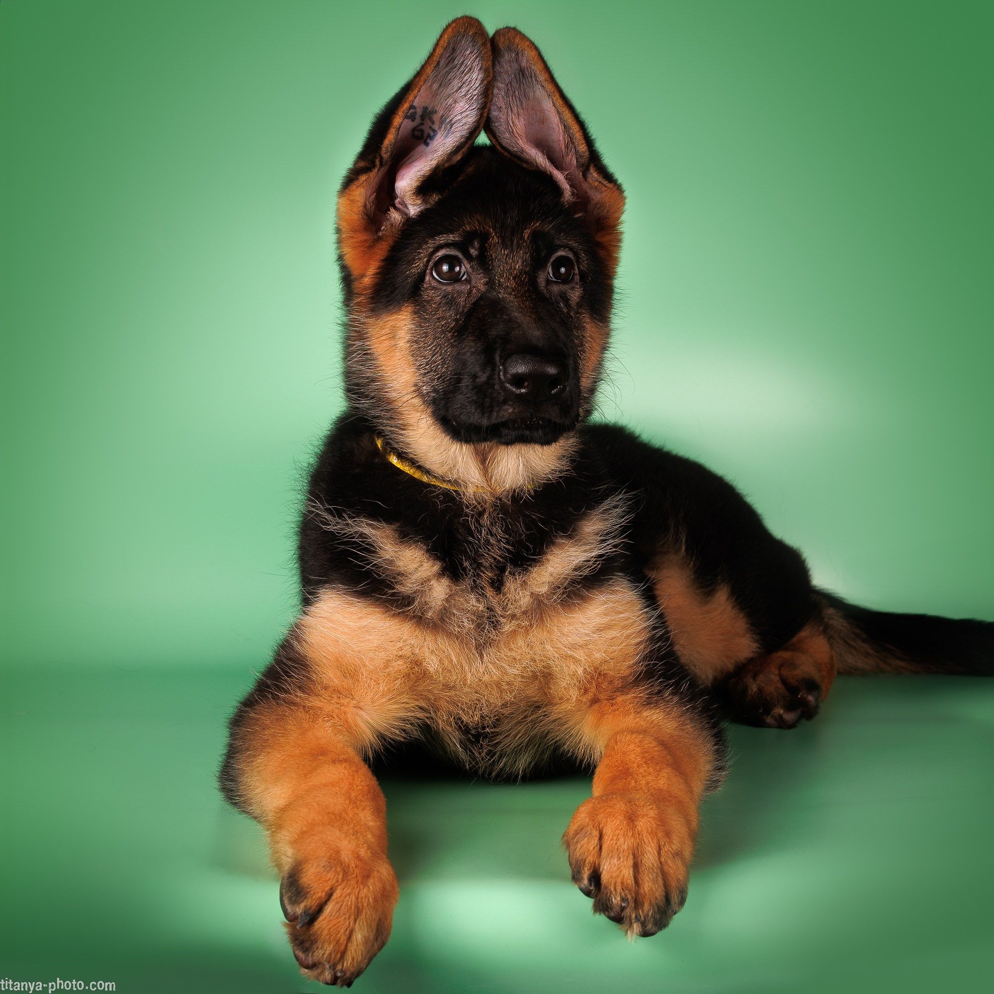 Фото щенков на природе и дома. Москва. Фотограф собак, фотограф-анималист Аня Титова (Titanya). Москва