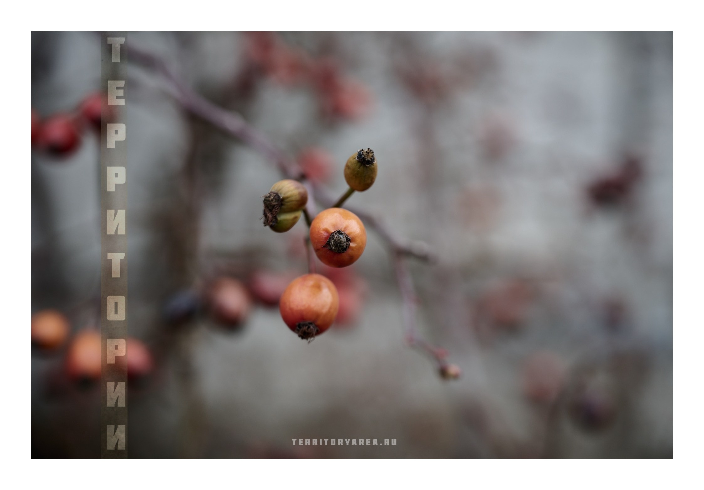 Фотопринты А3. Фотопроект «Территории»