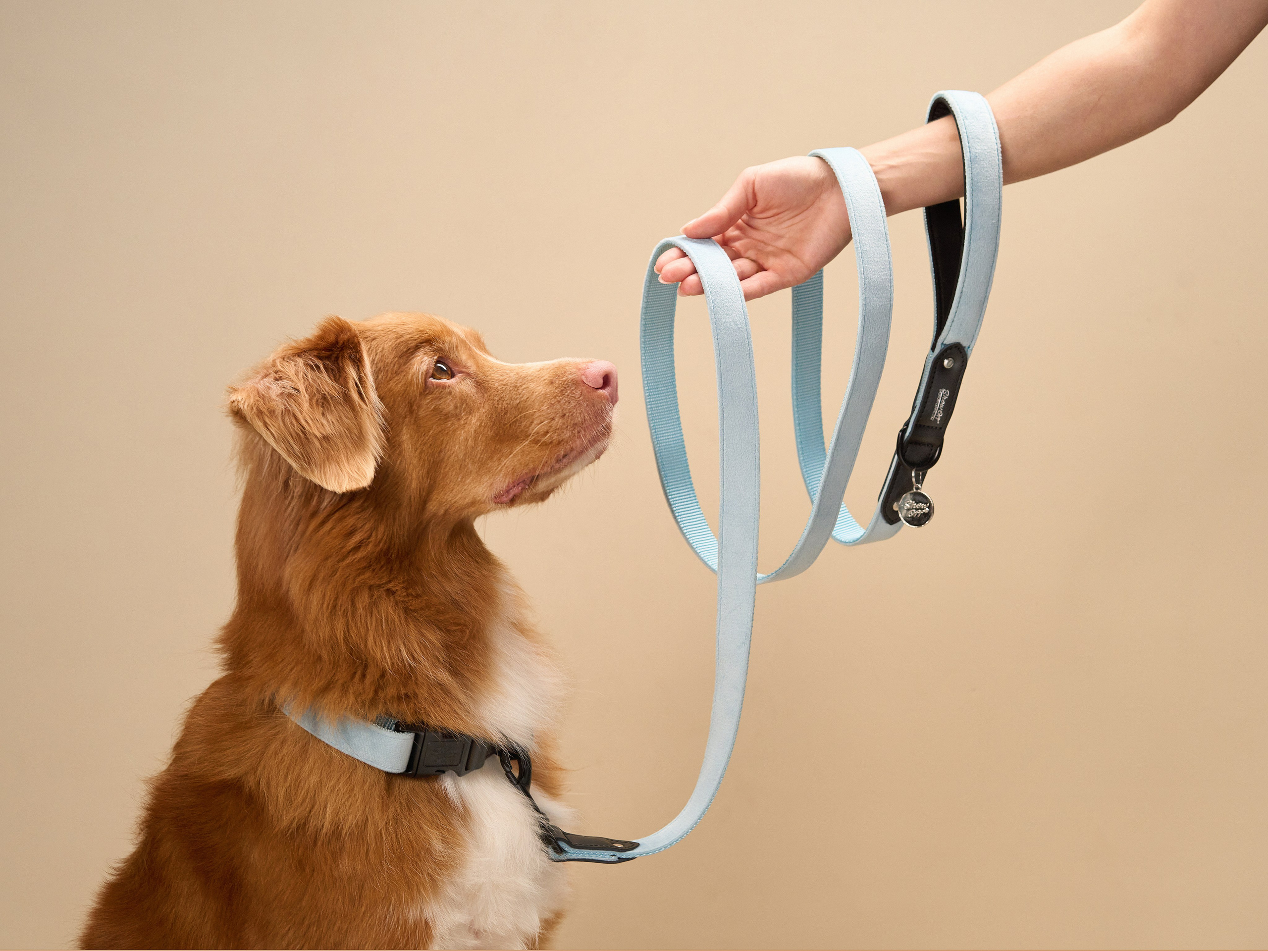 Advertising shooting with animals. Pets in advertising. Dog photographer Averianova Anna — Art photography of dogs