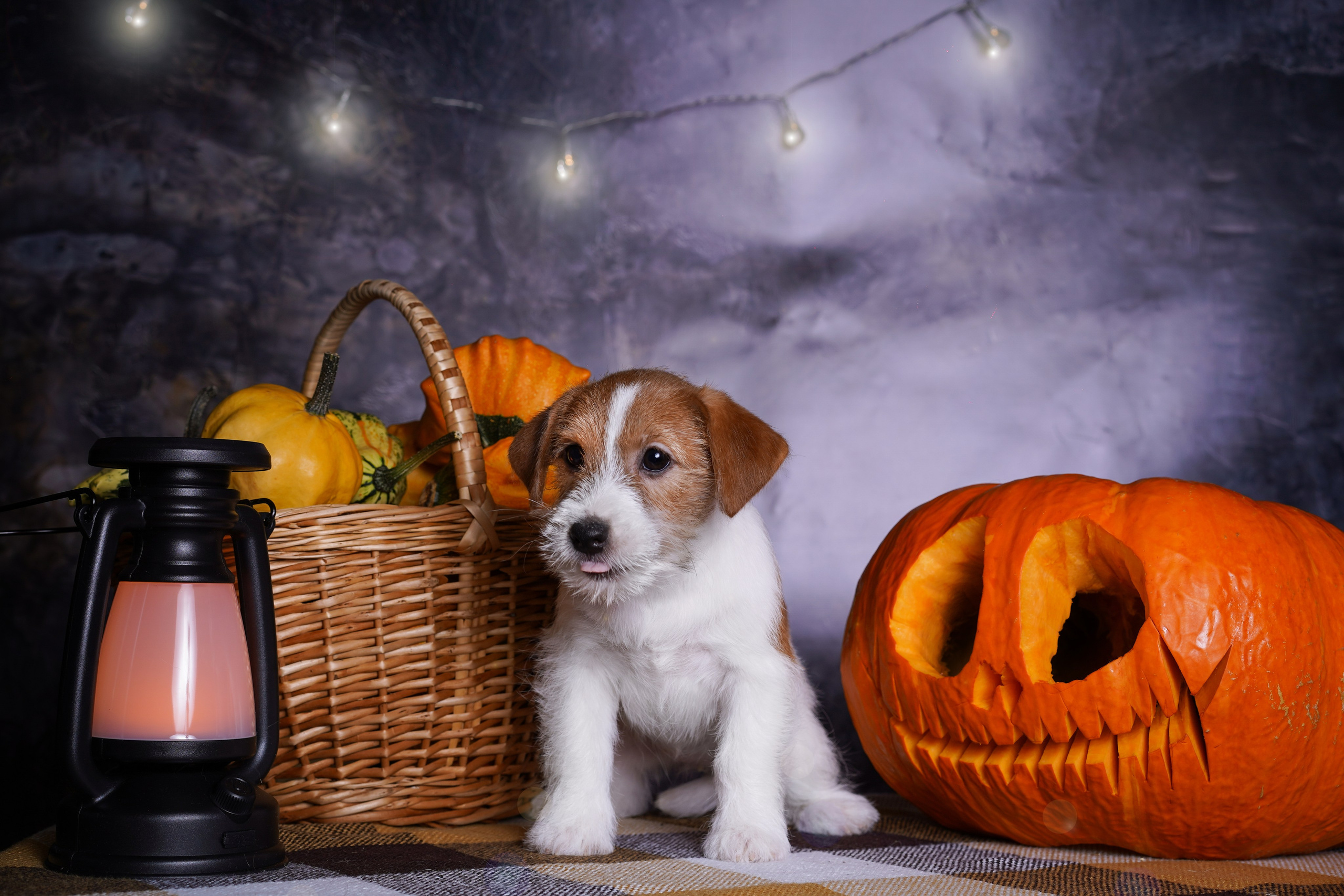 Щенки джек-рассел терьера. Фотограф-анималист в Санкт-Петербурге Яна Мартынова