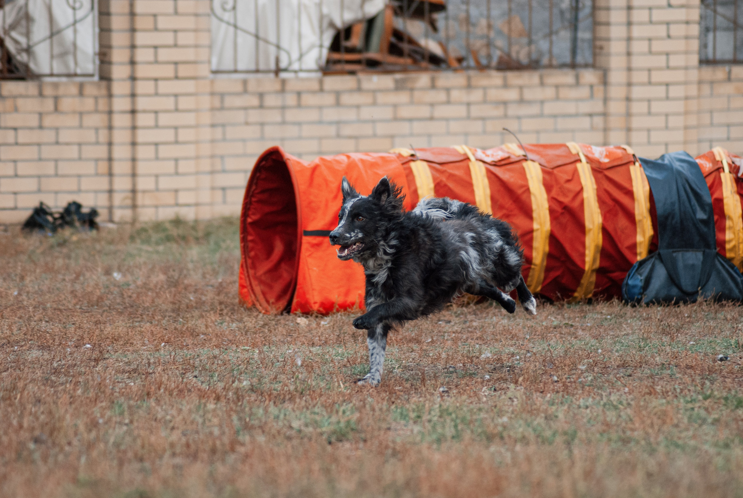 Аджилити. Фотограф в Тюмени Лизавета Сапицкая