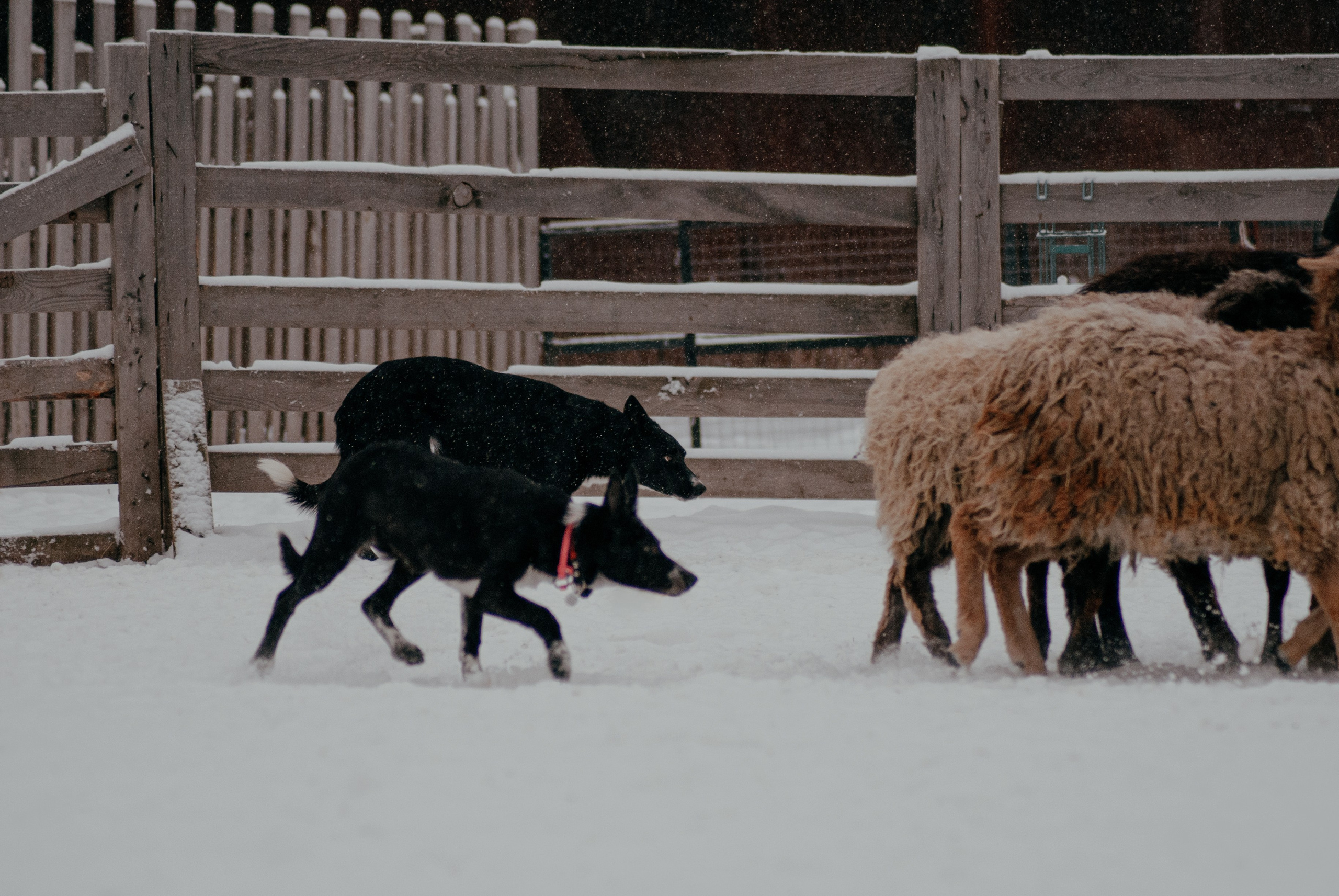 Пастьба. Фотограф в Тюмени Лизавета Сапицкая