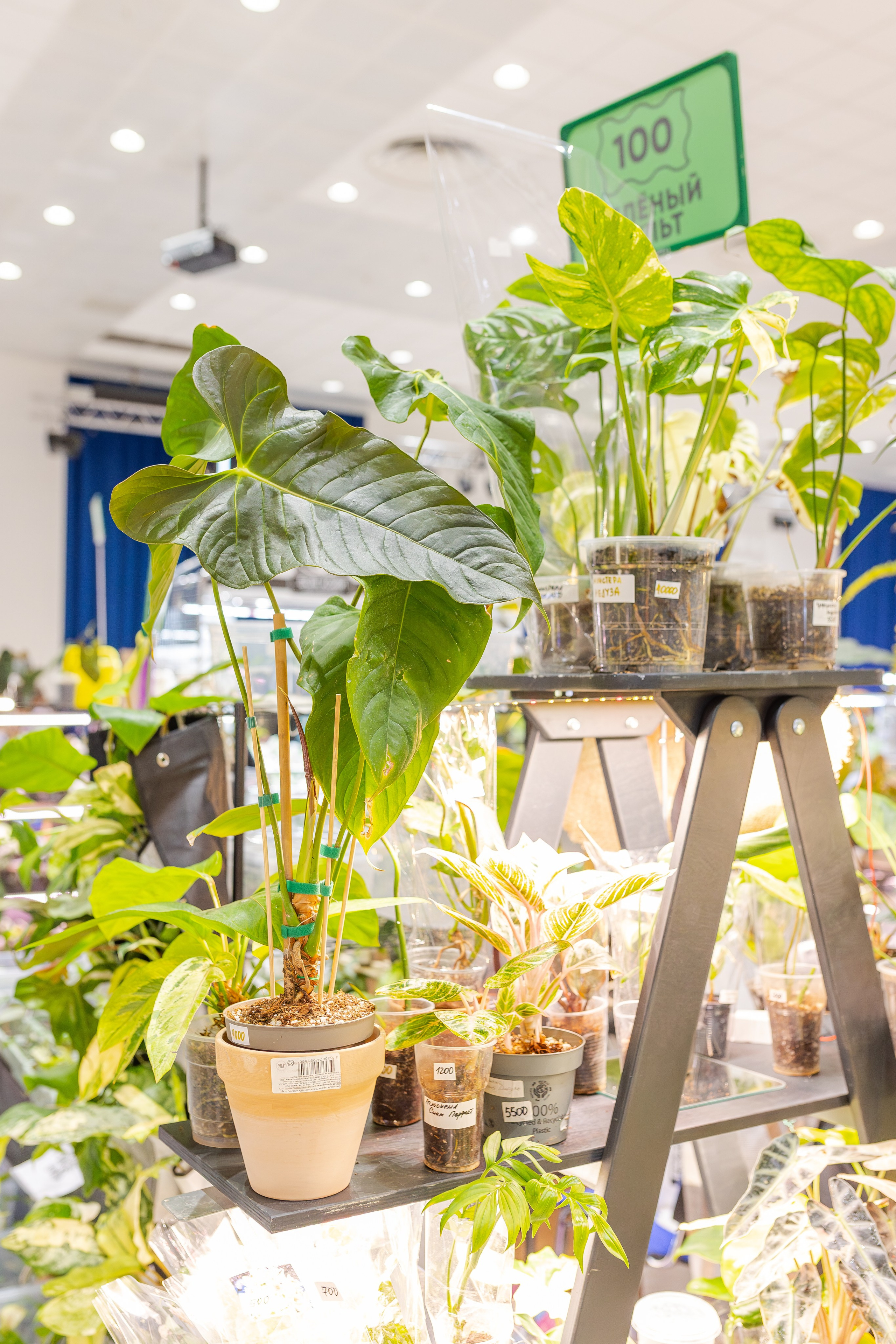 Монстериум апрель 2026. Александра Куликова фотограф, Москва