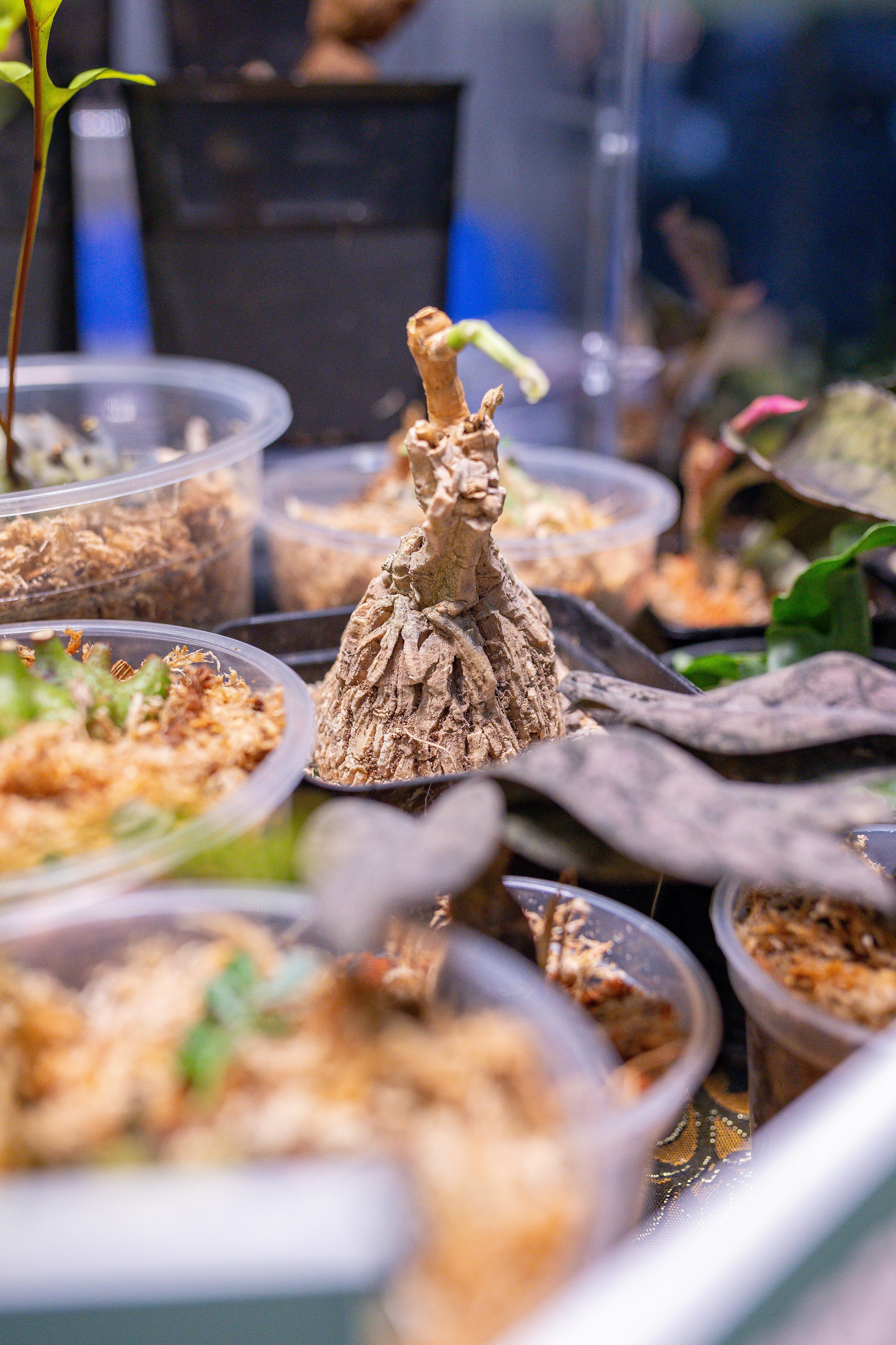 Орхидиум 12.2025. Александра Куликова фотограф, Москва