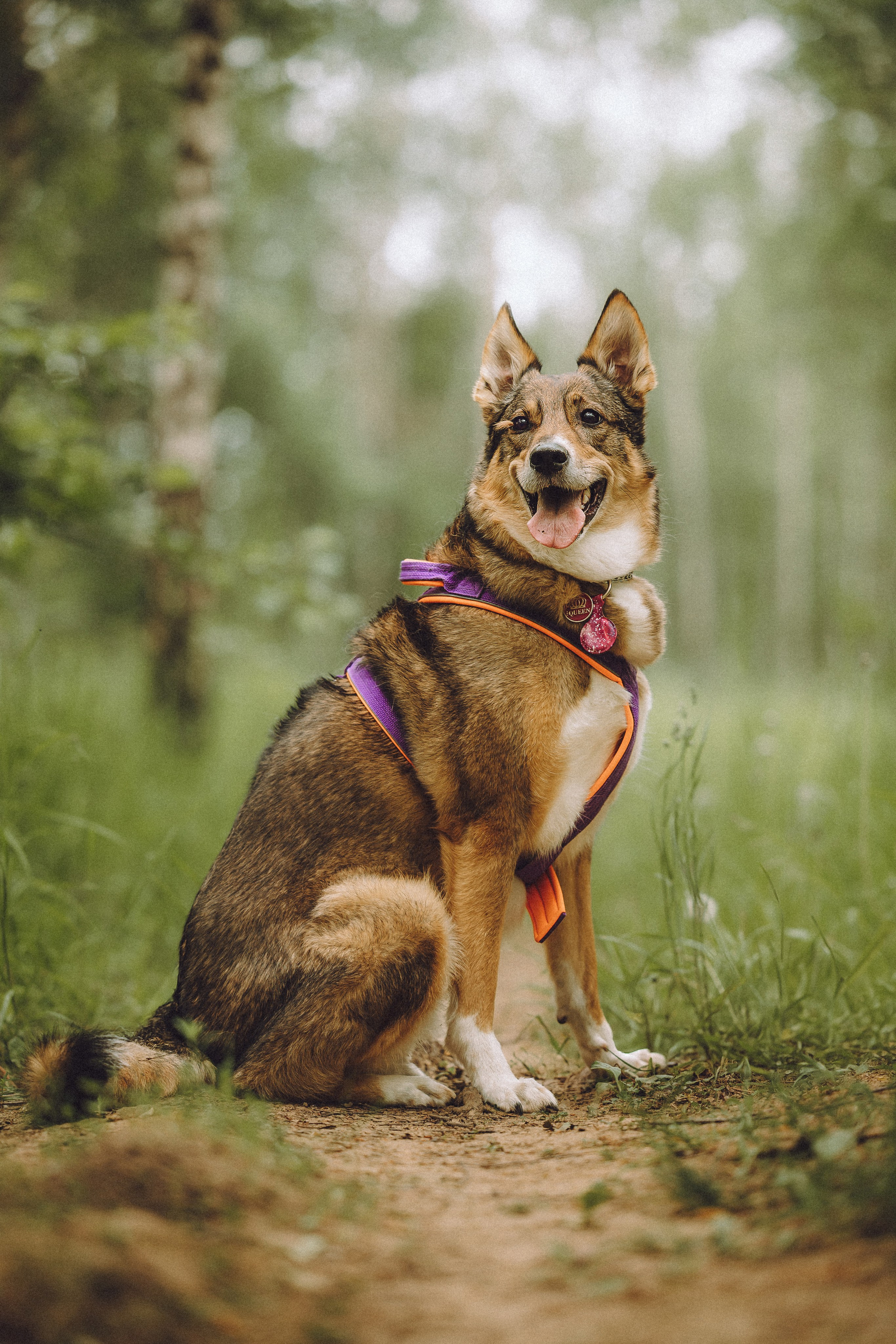 Груша, Данни, Фунтик и их семья