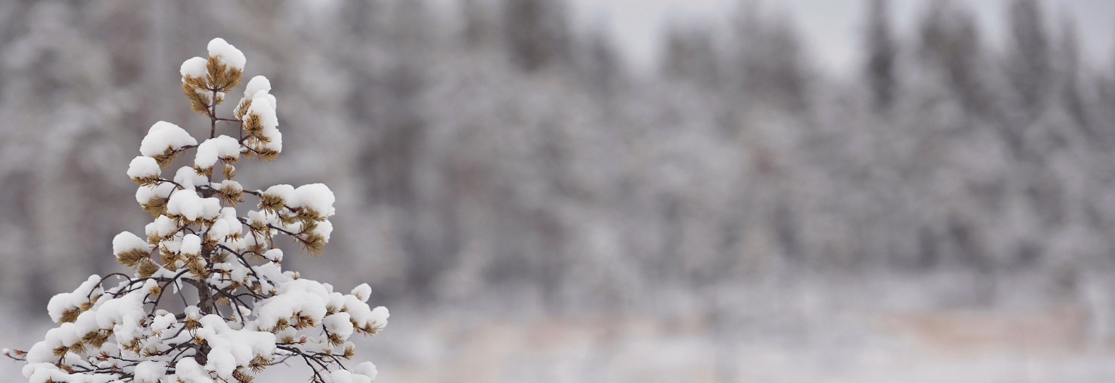 Зима. Детский и семейный фотограф Калугина Марина | Москва и МО