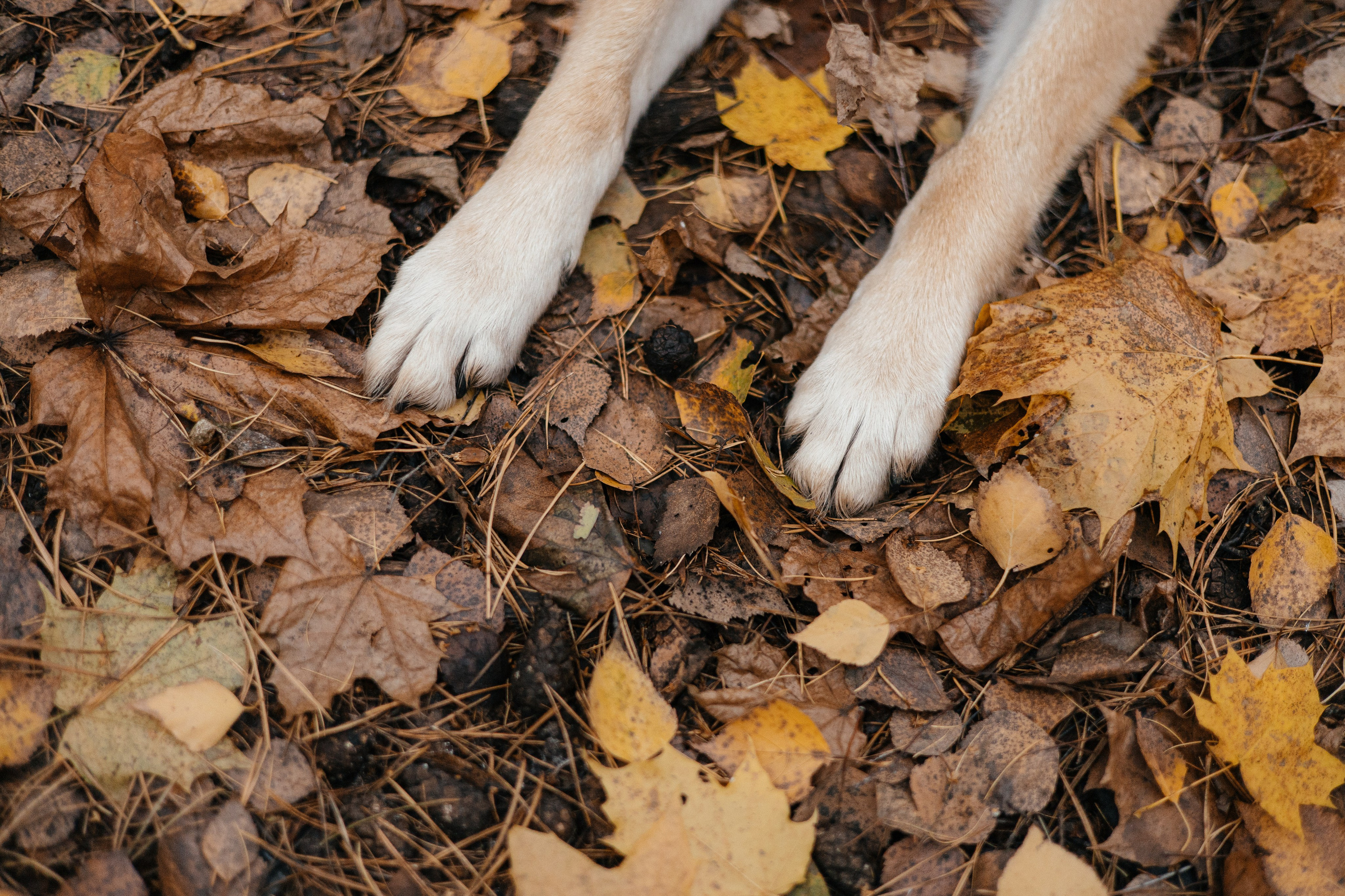 Нелли, Лёша, Рэй и Норд. Фотограф Анна Луценко Москва