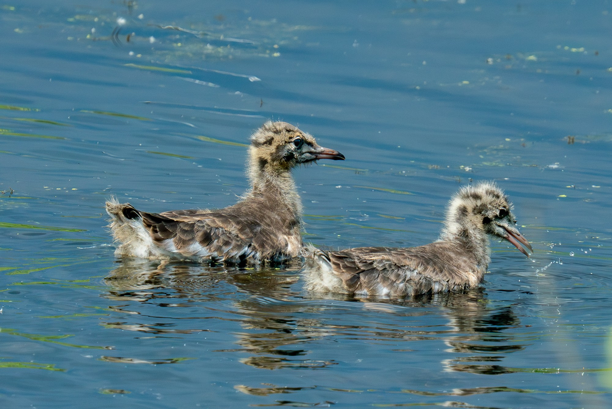 Удивительные мир птиц. Вокруг нас столько прекрасного — присмотритесь!. Ваш личный фотограф Марина Волкова