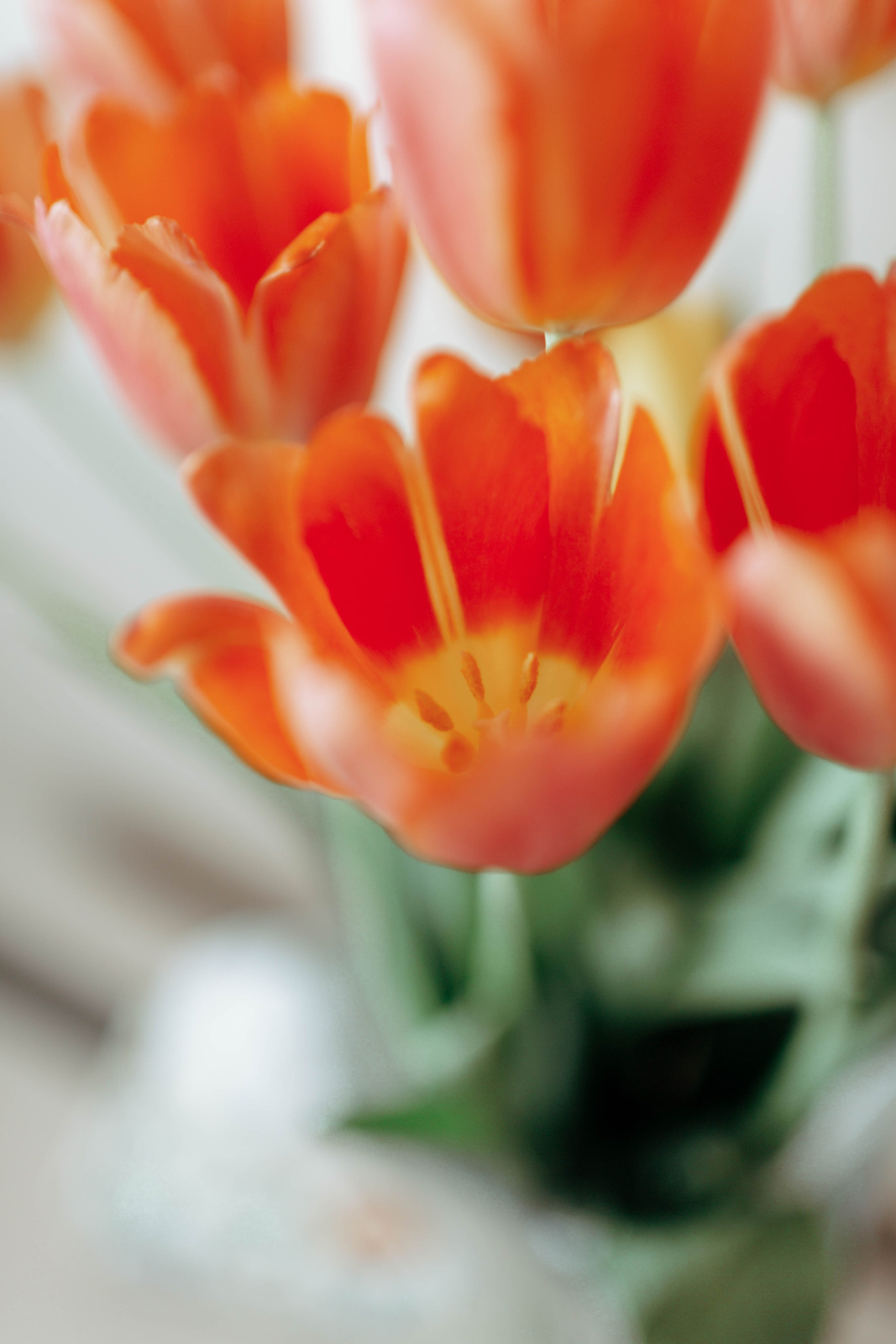 Tulips. Фотограф и видеограф Мария Банщикова, Солнечногорск, Москва