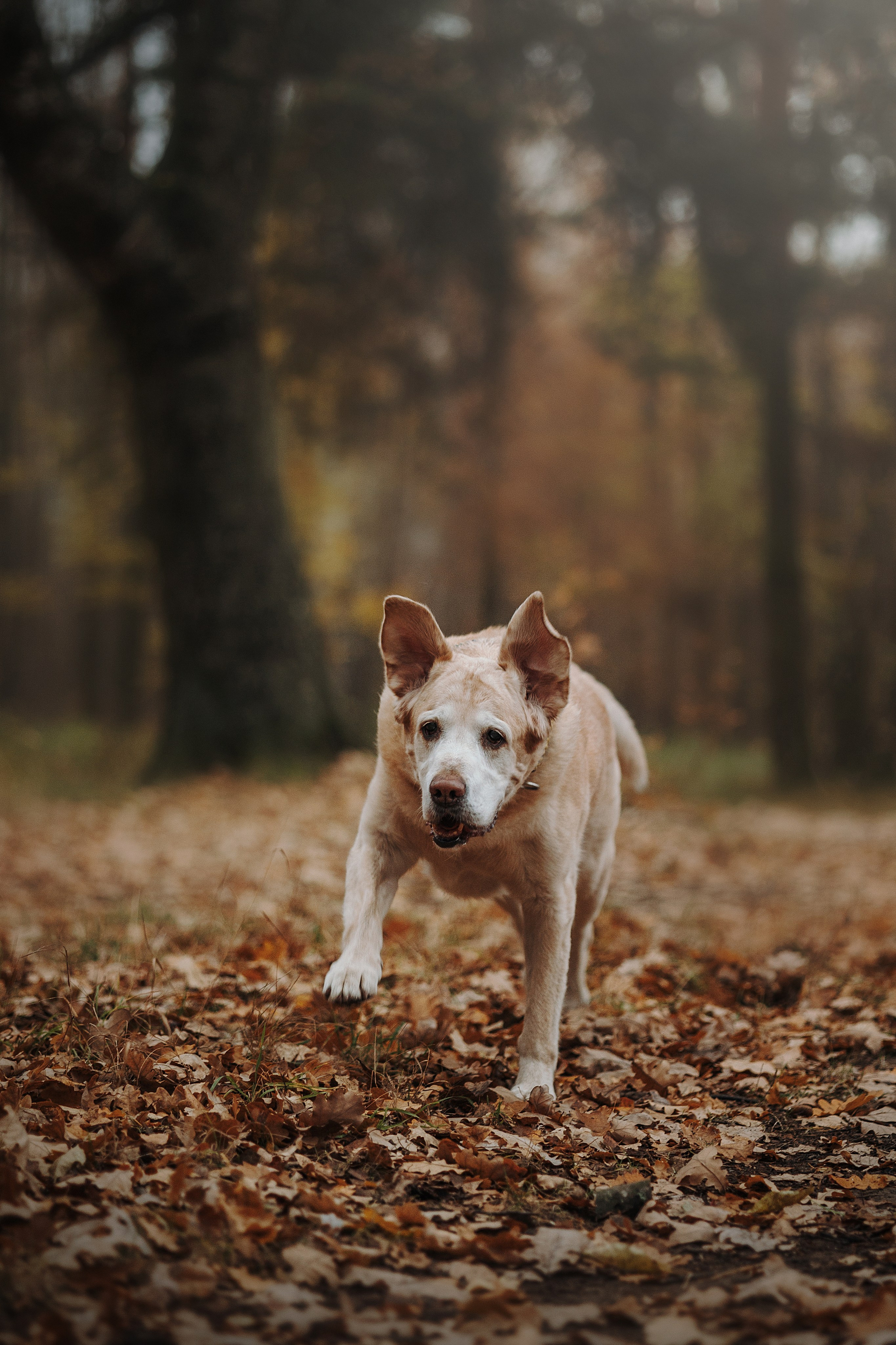 Оксана и Барон. Фотограф — Анималист | Санкт-Петербург