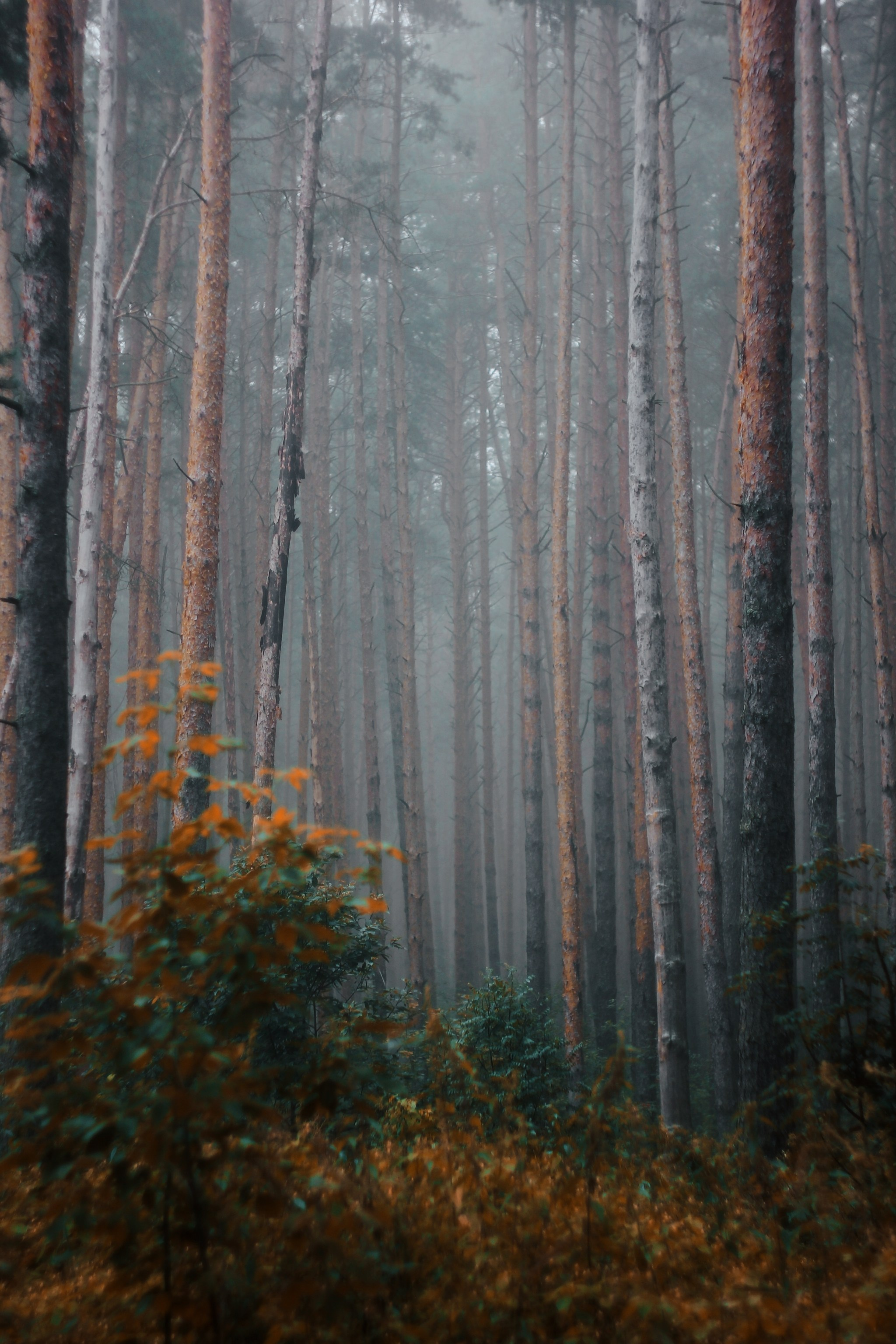 Меланхолия августа. С любовью, фотохудожник