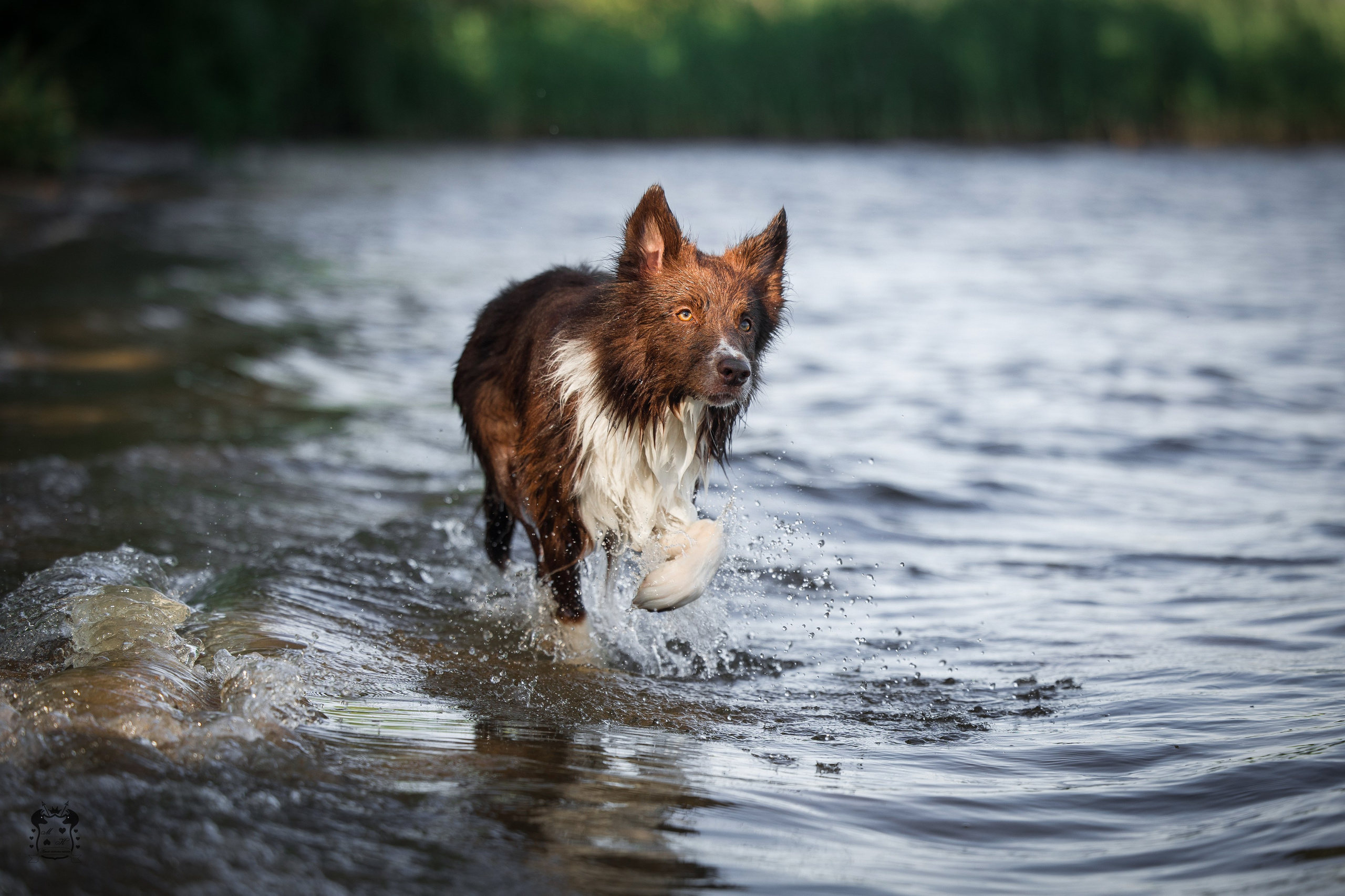 Портфолио. Фотограф-анималист в Екатеринбурге Марина Шишкина